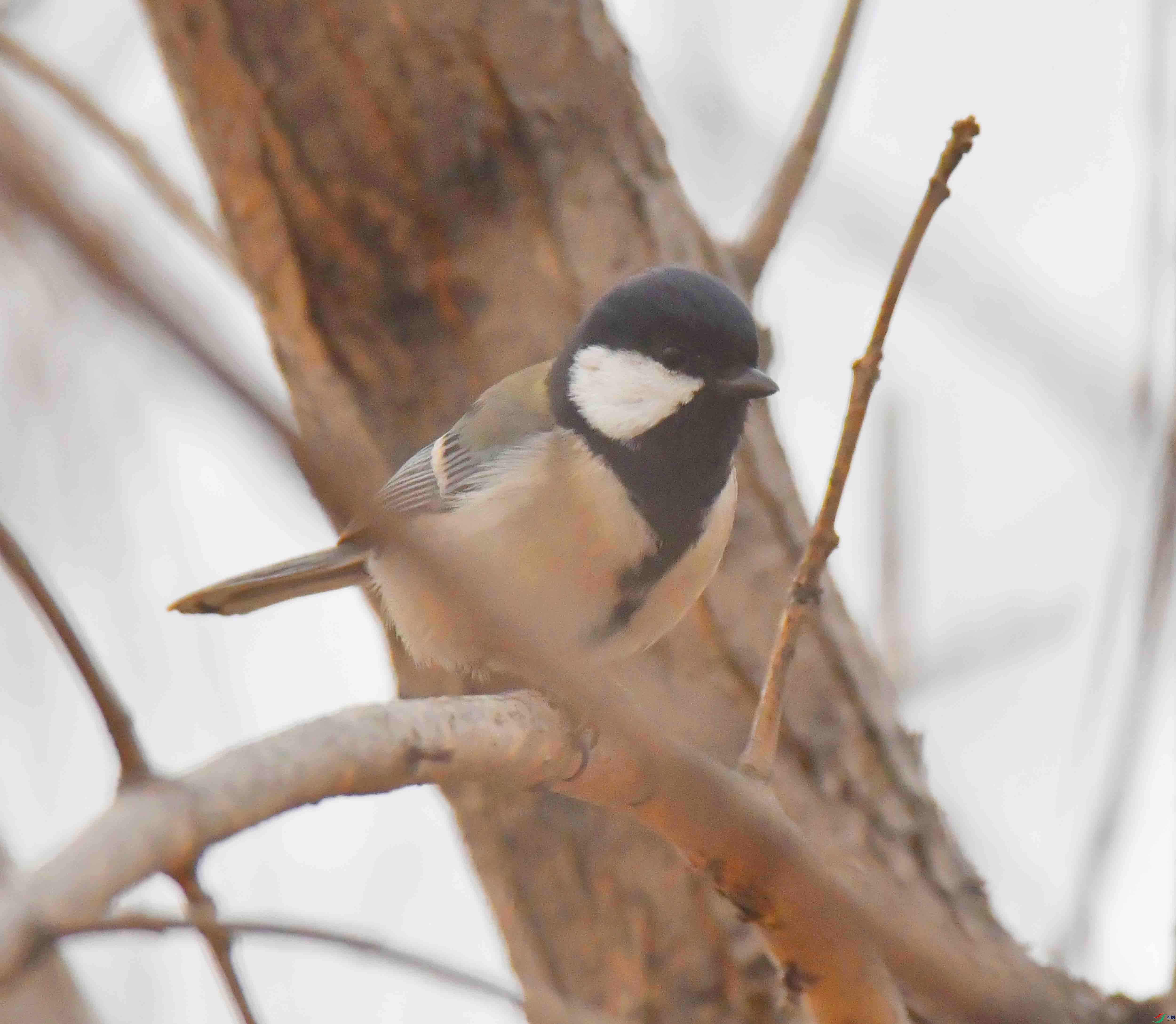 DSC_9308.JPG
