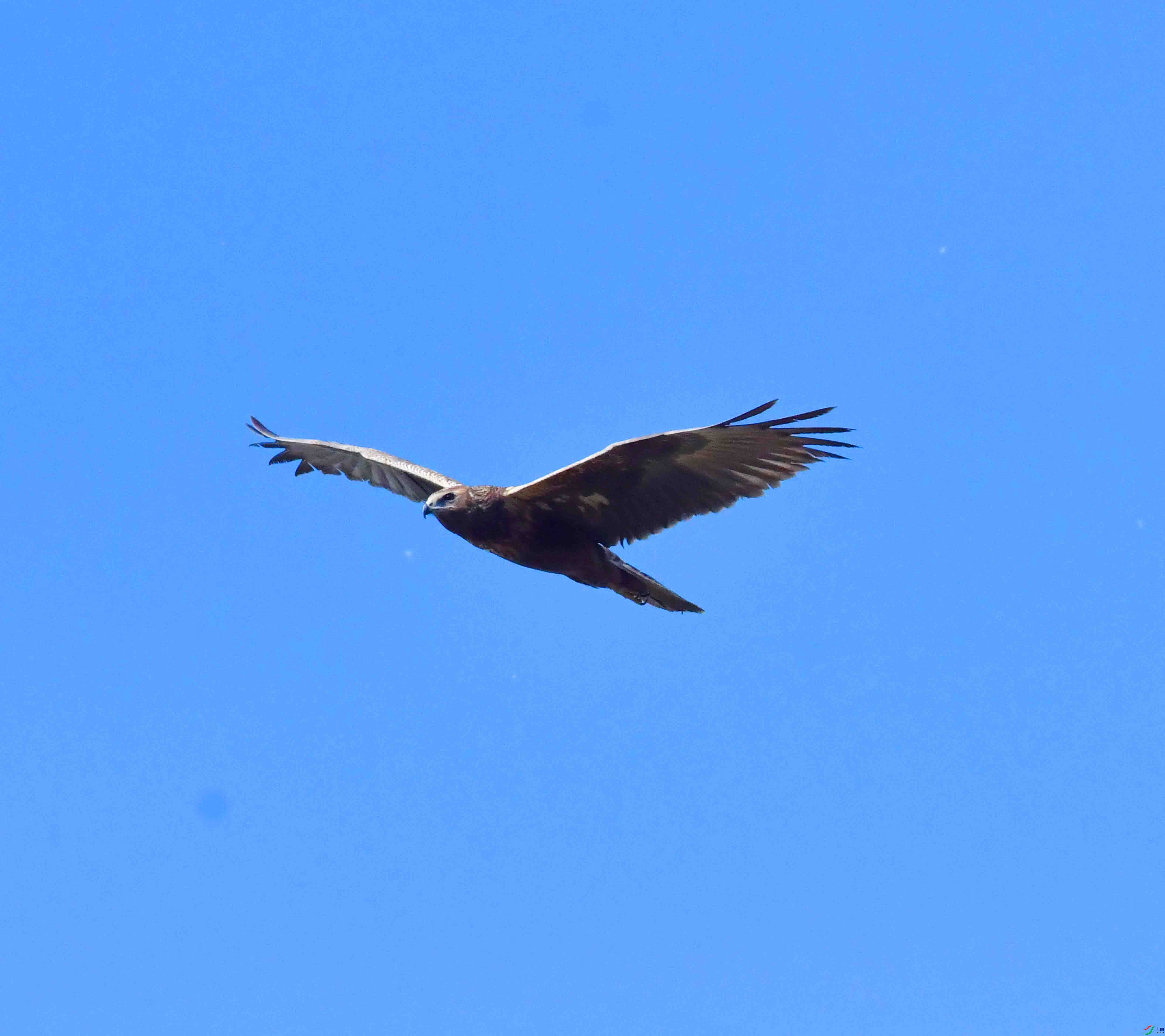 DSC_8237.JPG