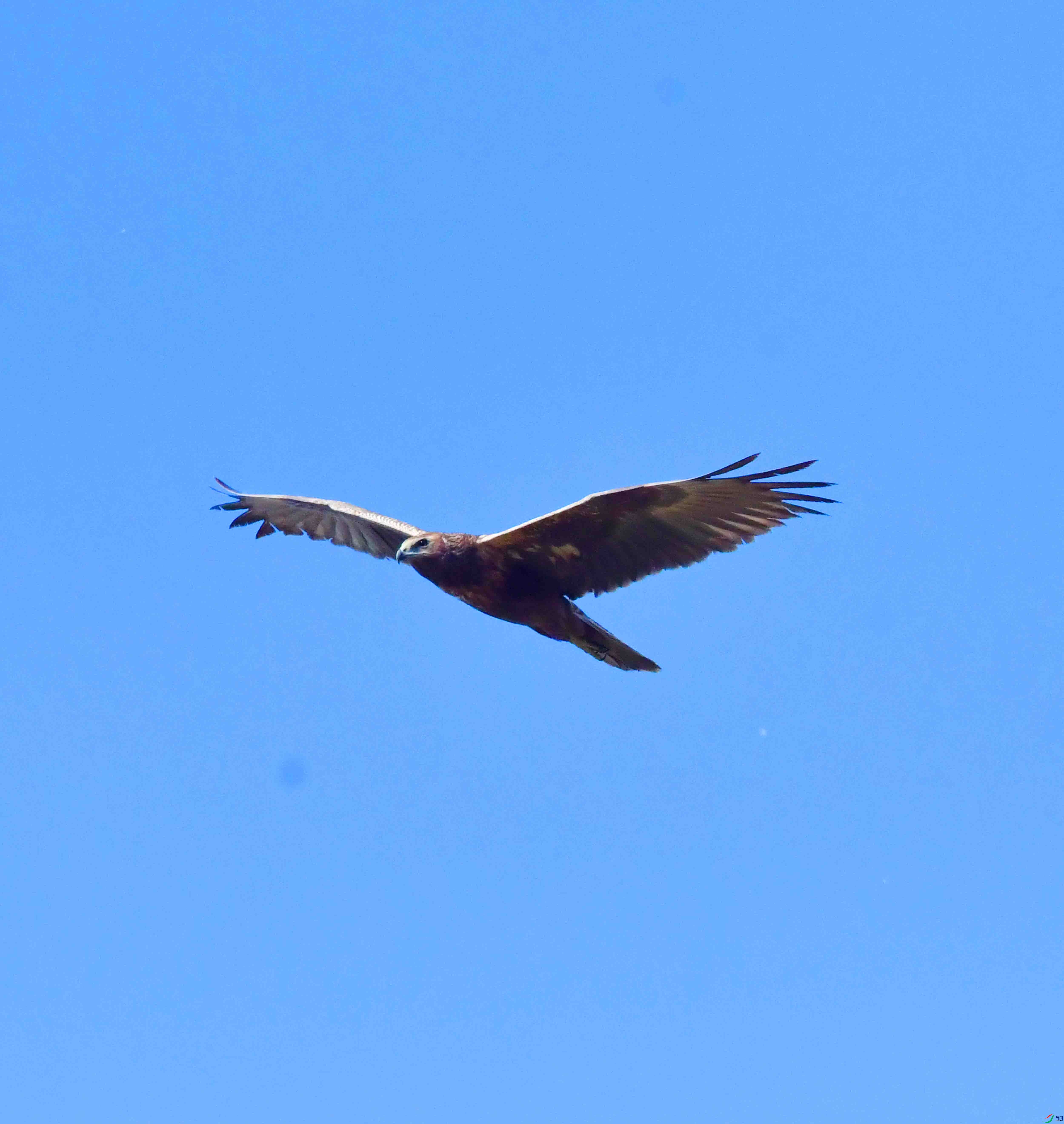 DSC_8238.JPG