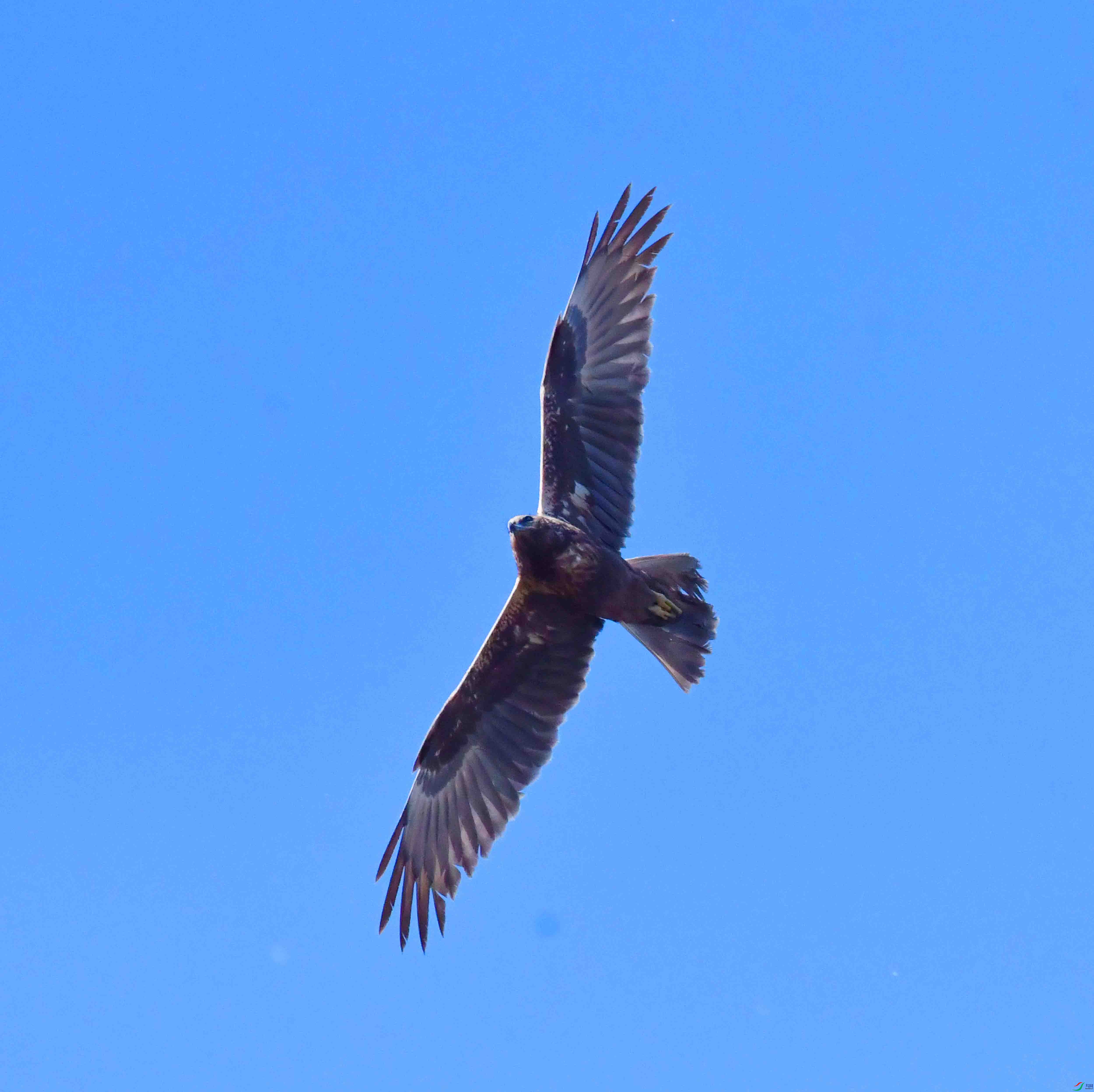 DSC_8247.JPG
