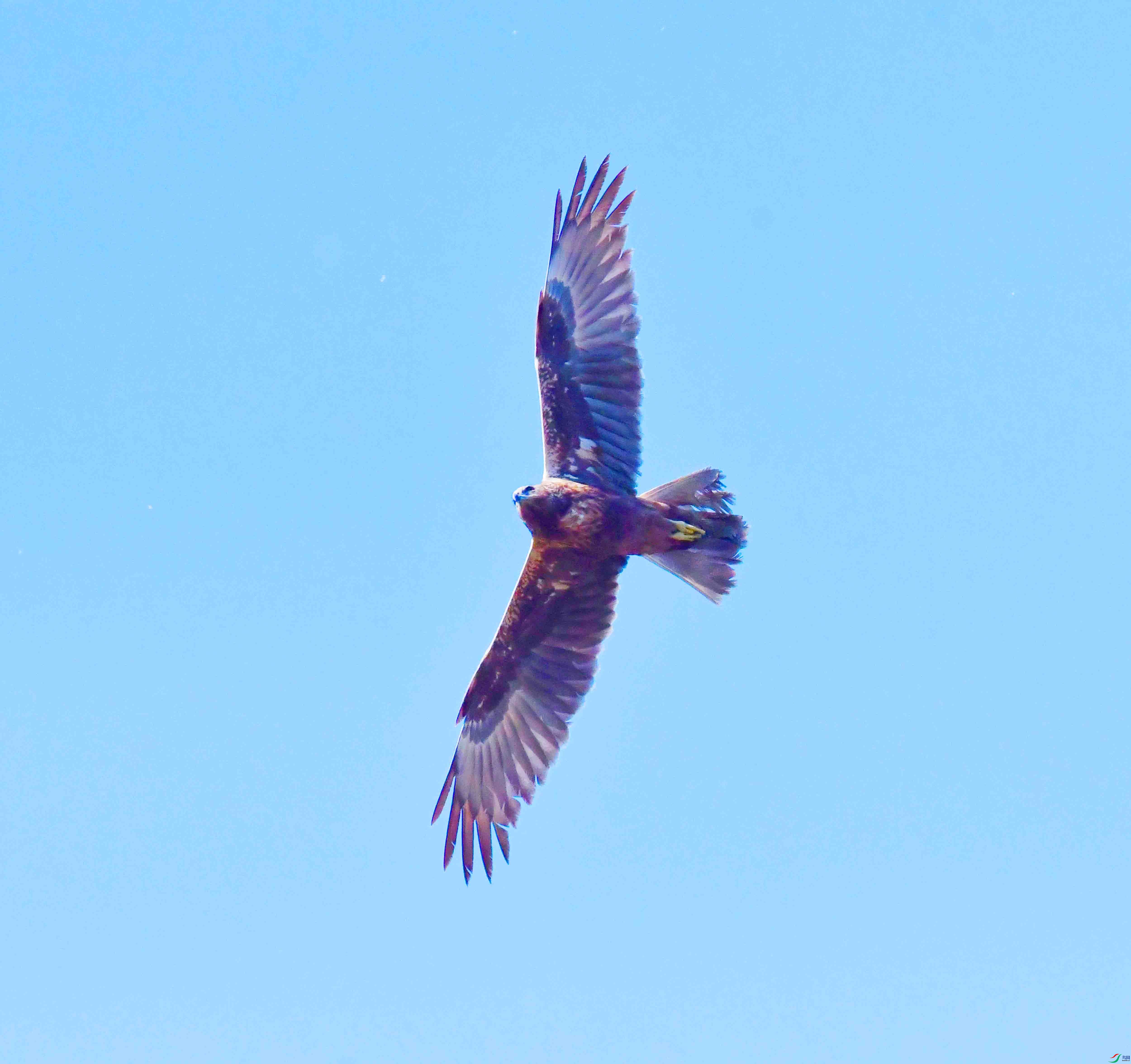 DSC_8248.JPG