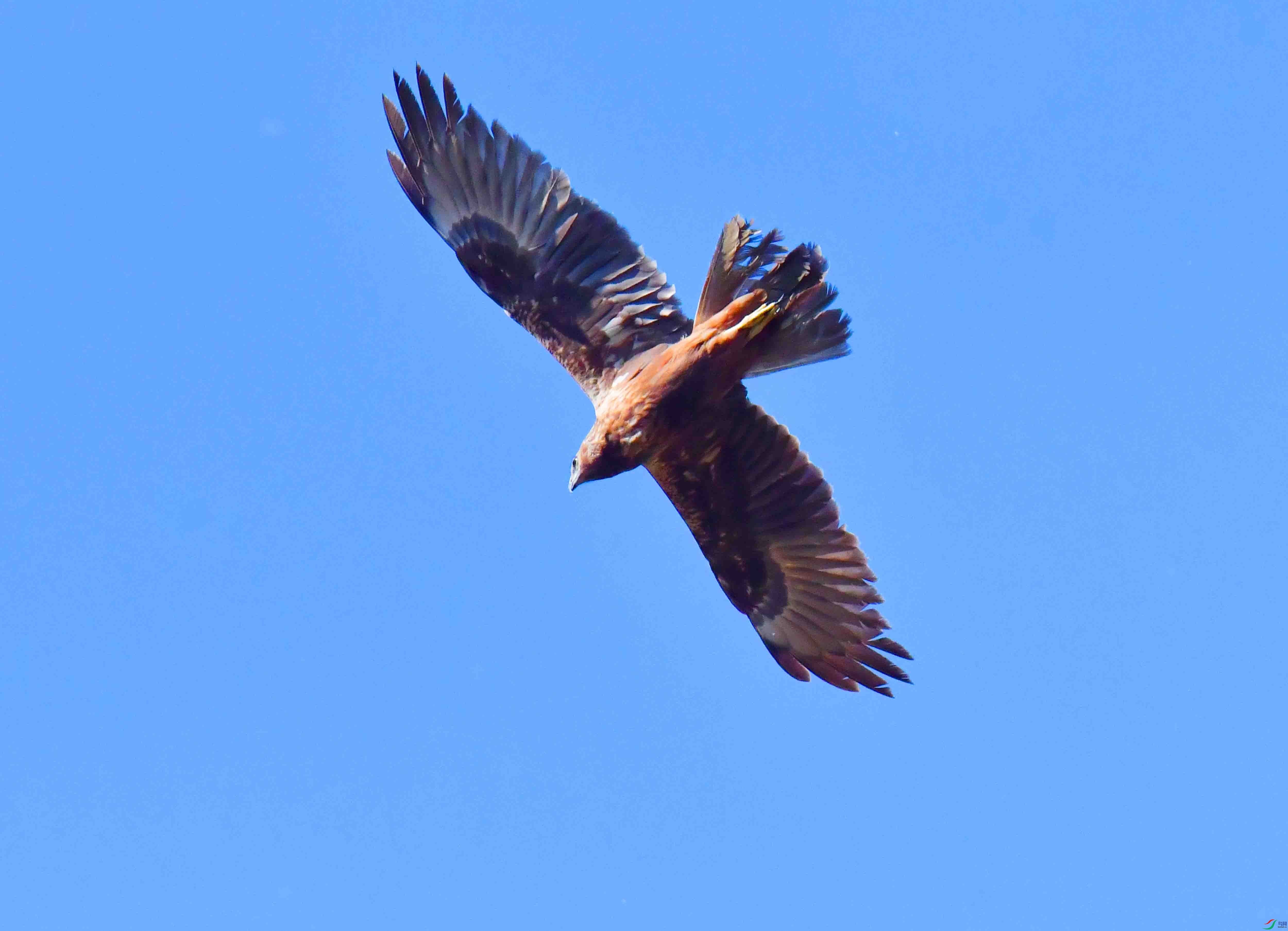 DSC_8250.JPG