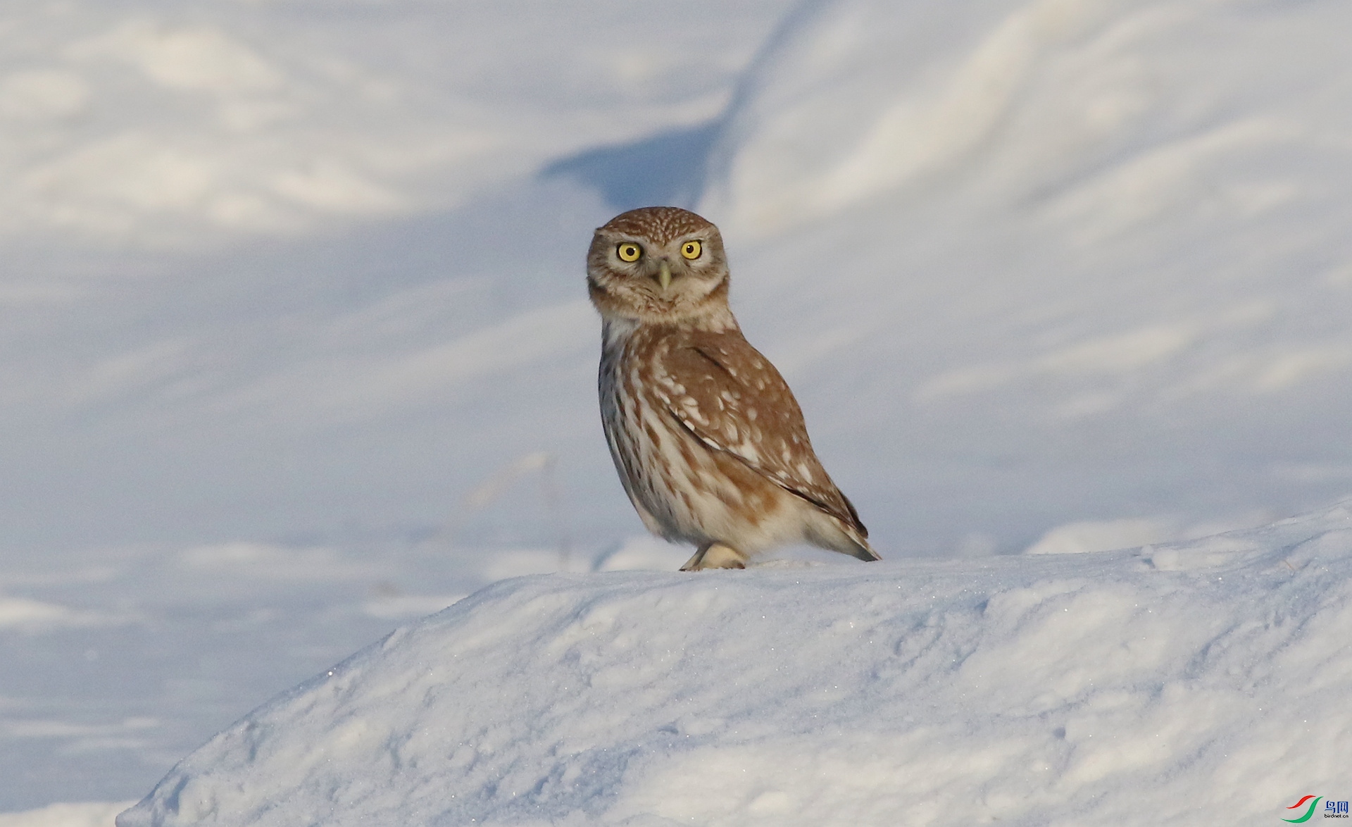 0G1A8111 ����.jpg