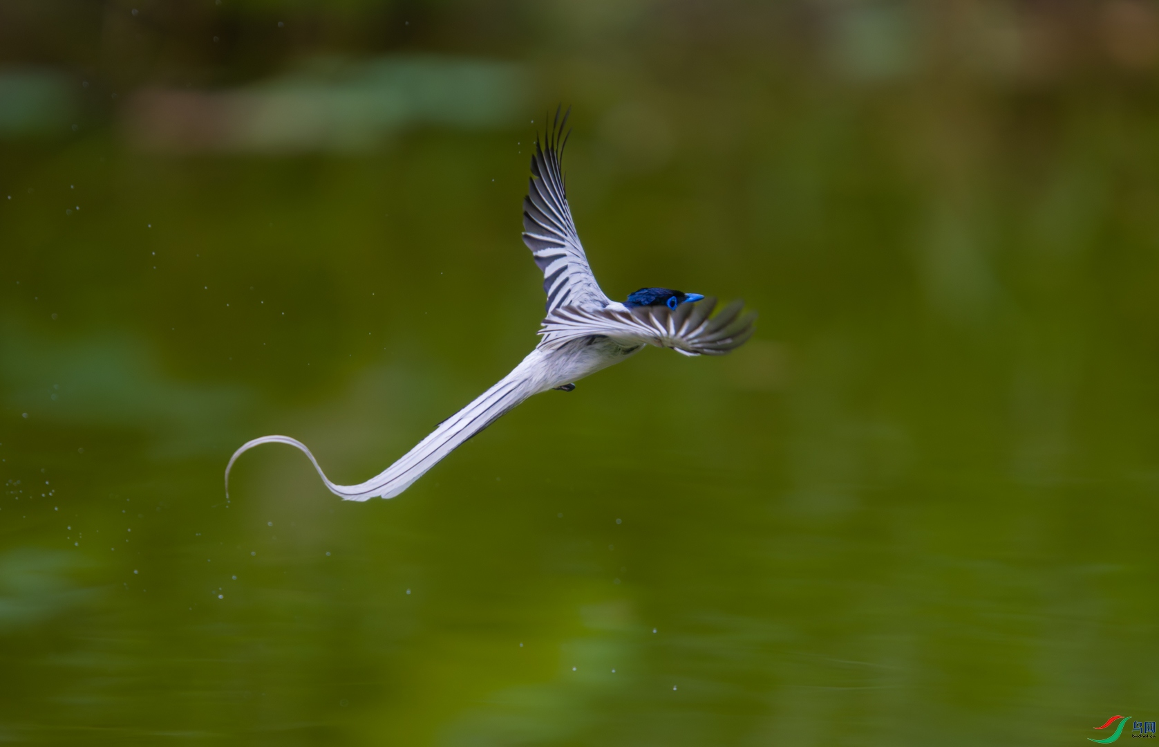 DSC_6157-20250531-DxO_DeepPRIME XD2s-2.jpg