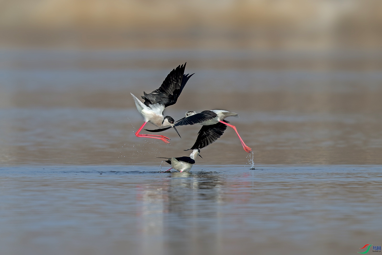 DSC_0317-NEF_DxO_DeepPRIME ����.jpg