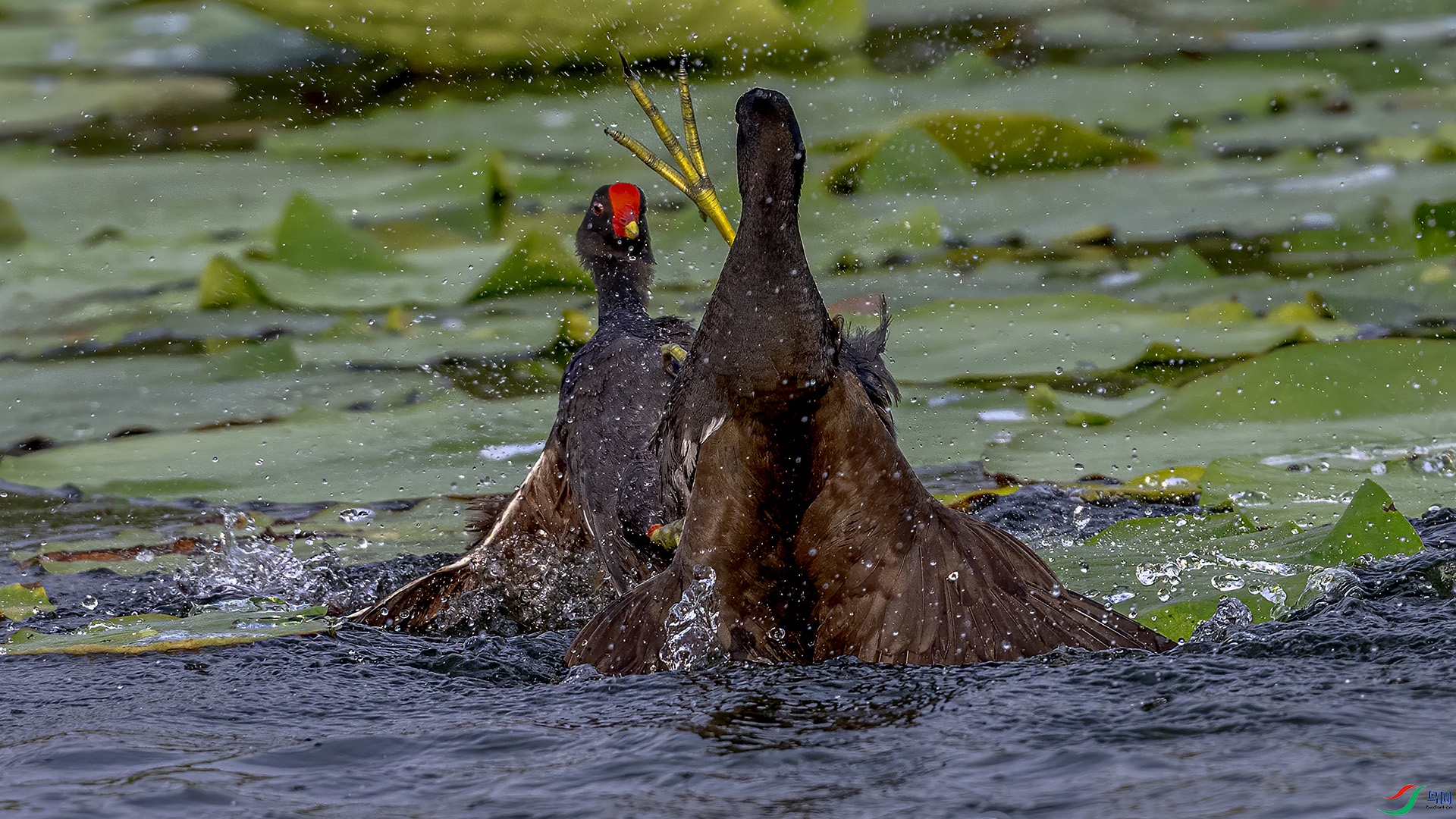DSC_2772-.jpg