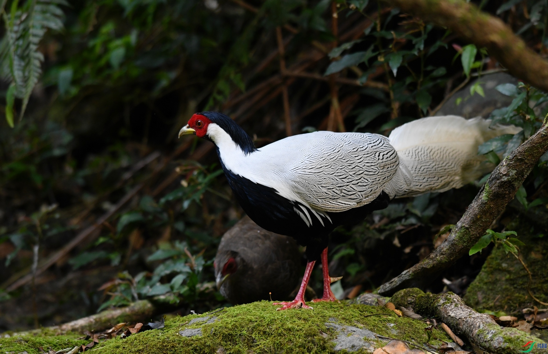 DSC_7137.jpg
