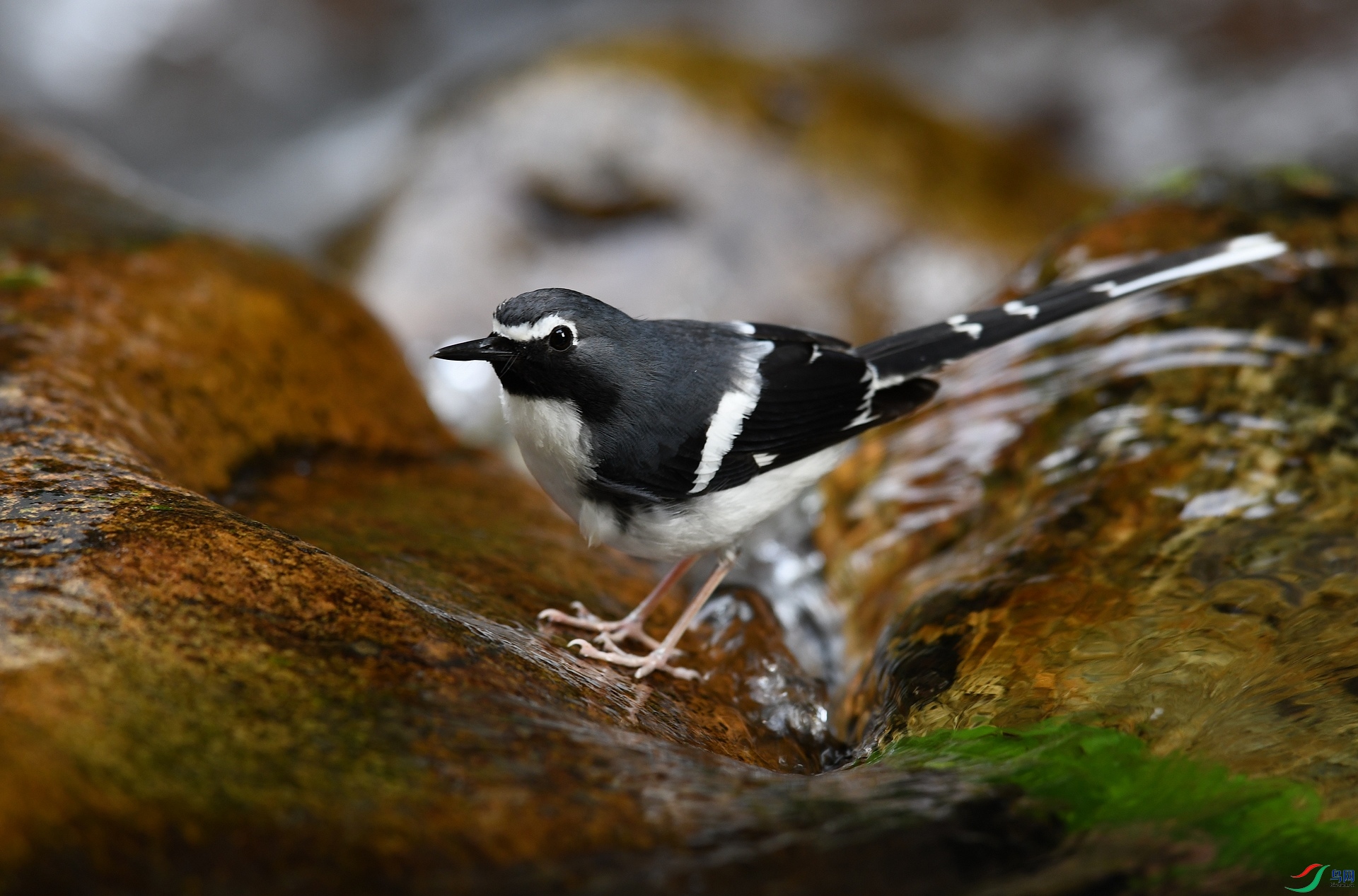 DSC_7104.jpg