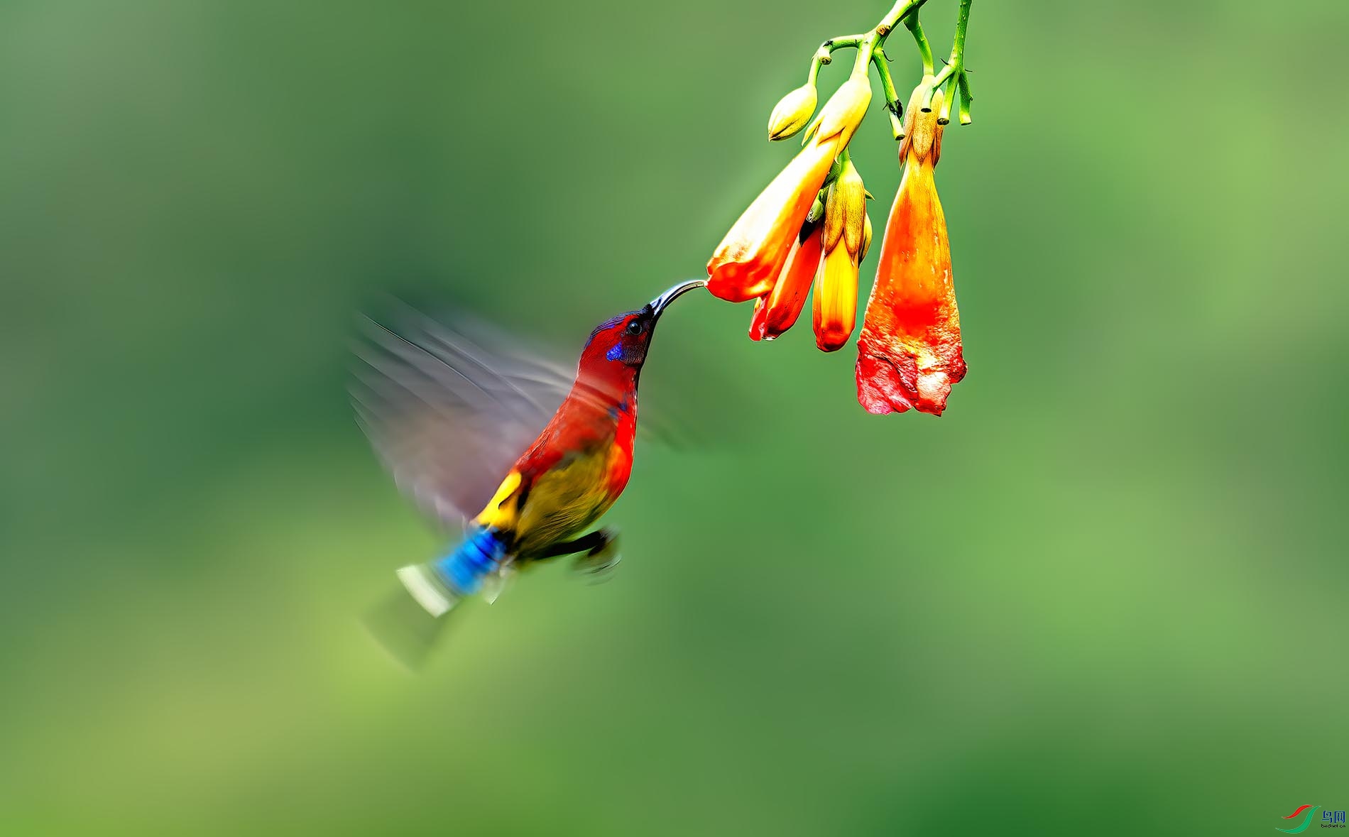 ����̫����