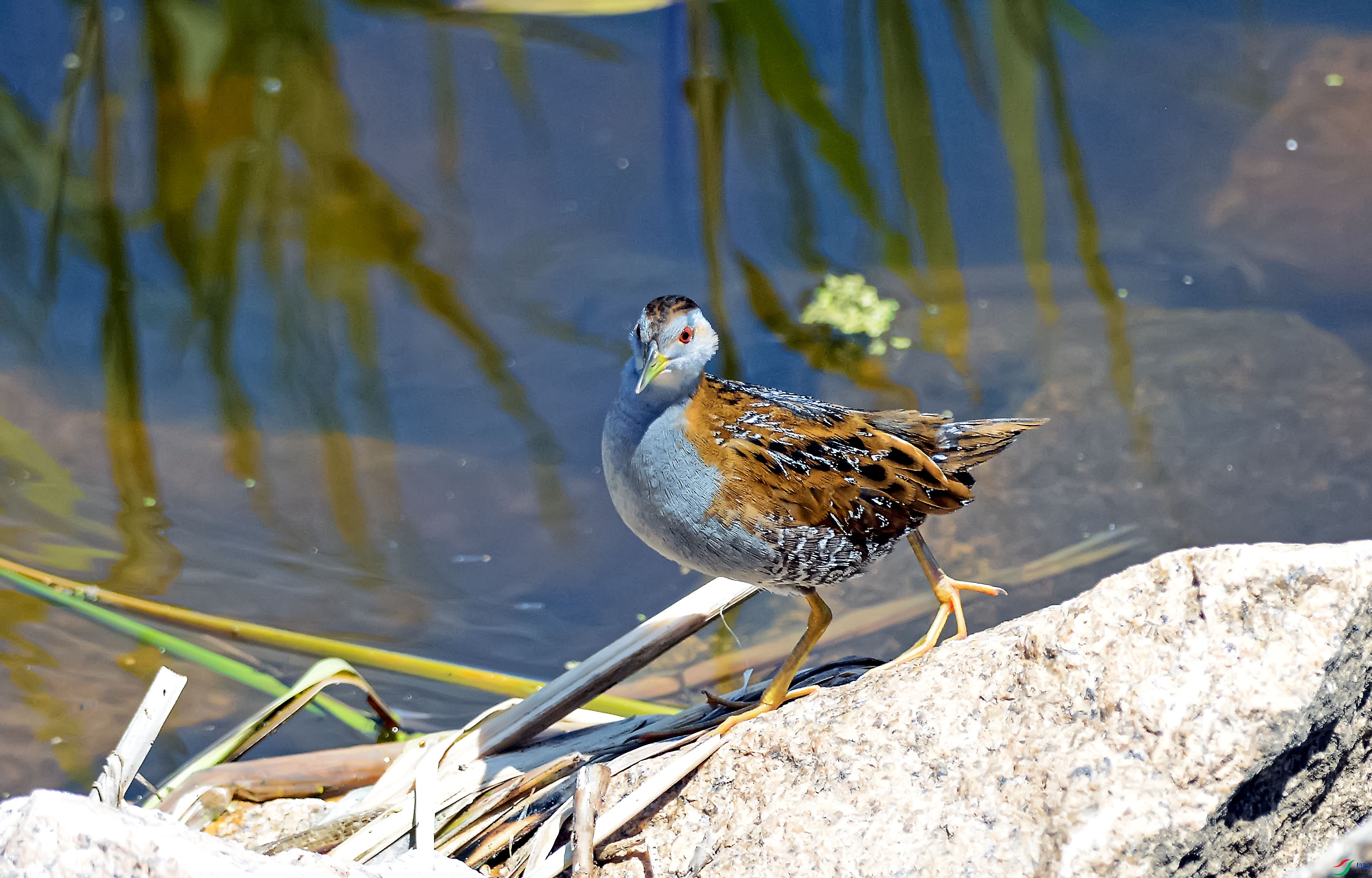 DSC_1945.jpg