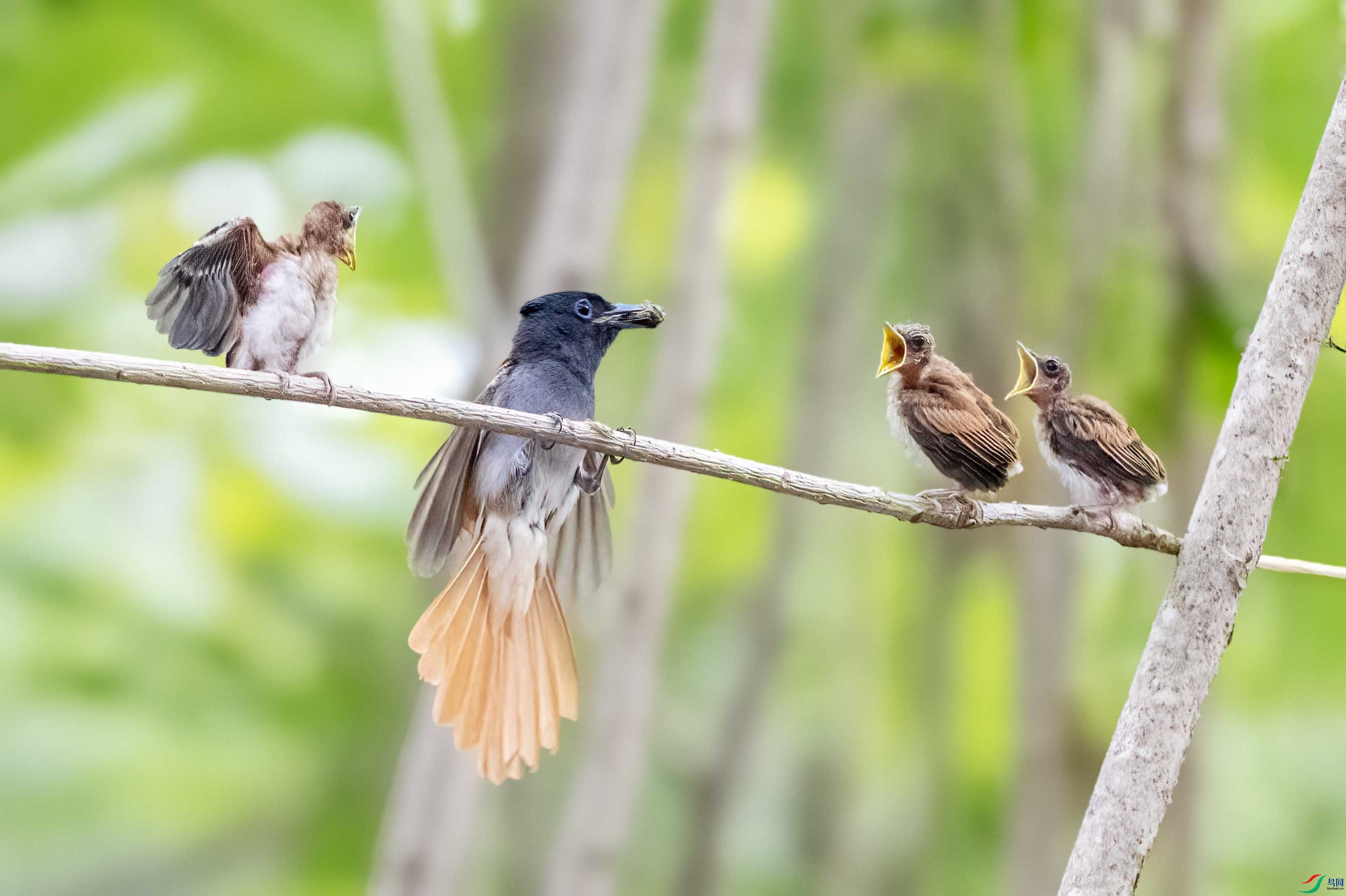 DSC_5418 ����.jpg