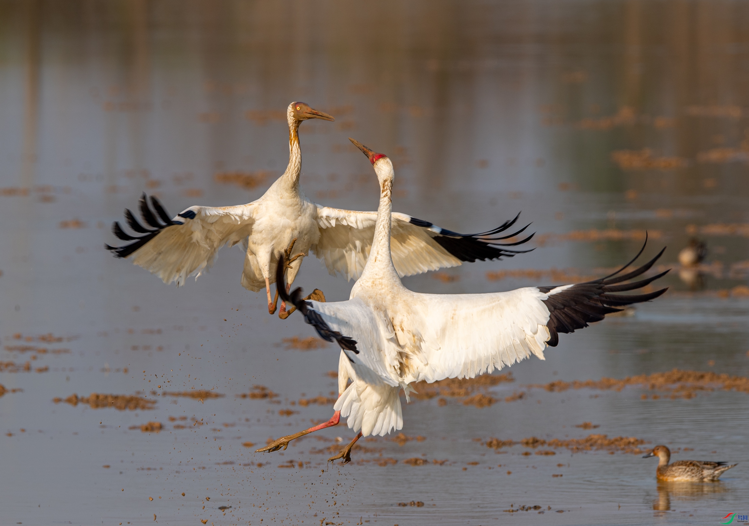 DSC_9975�׶�.JPG