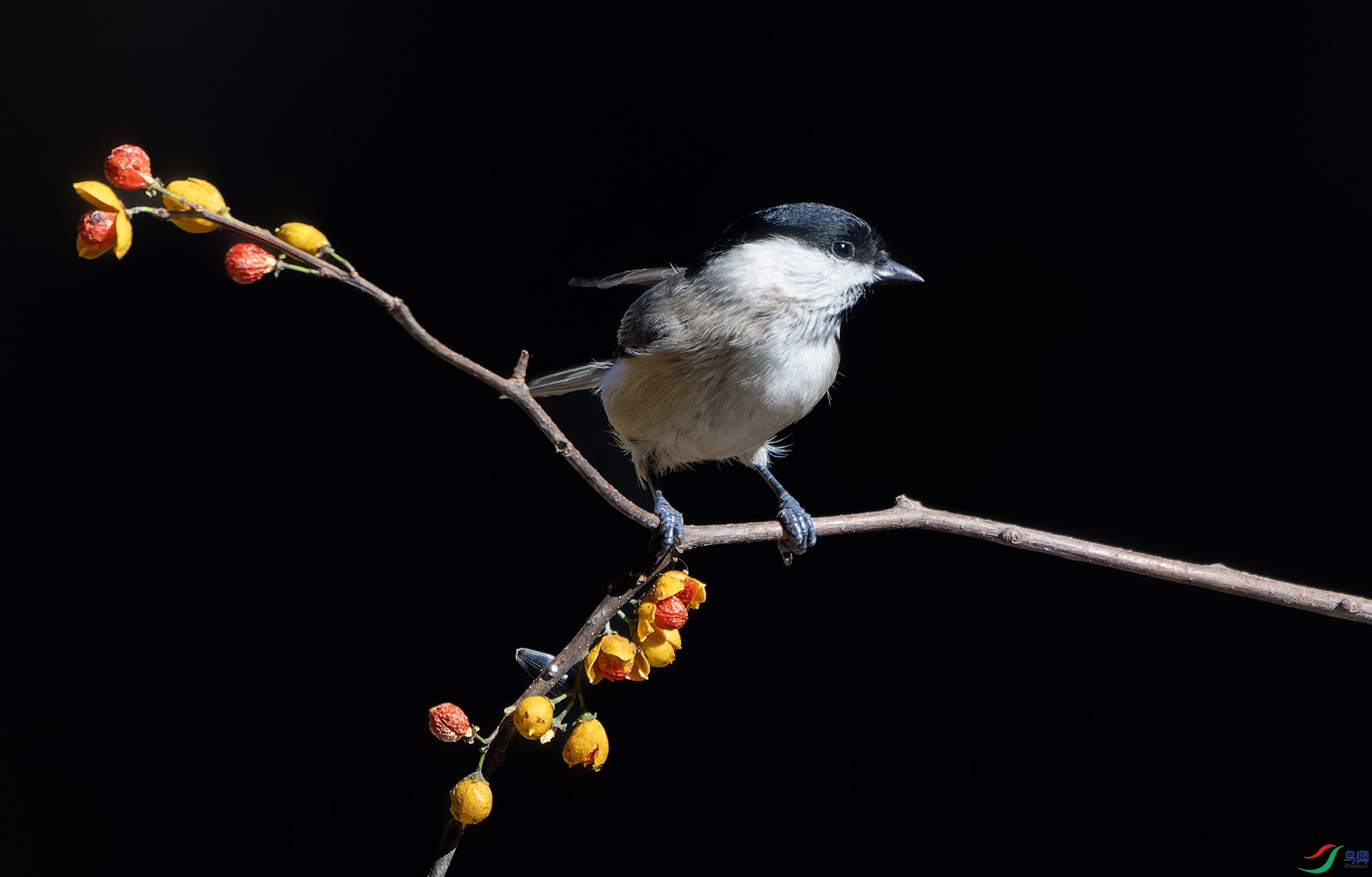 DSC01552-ARW_DxO_DeepPRIME ����.jpg