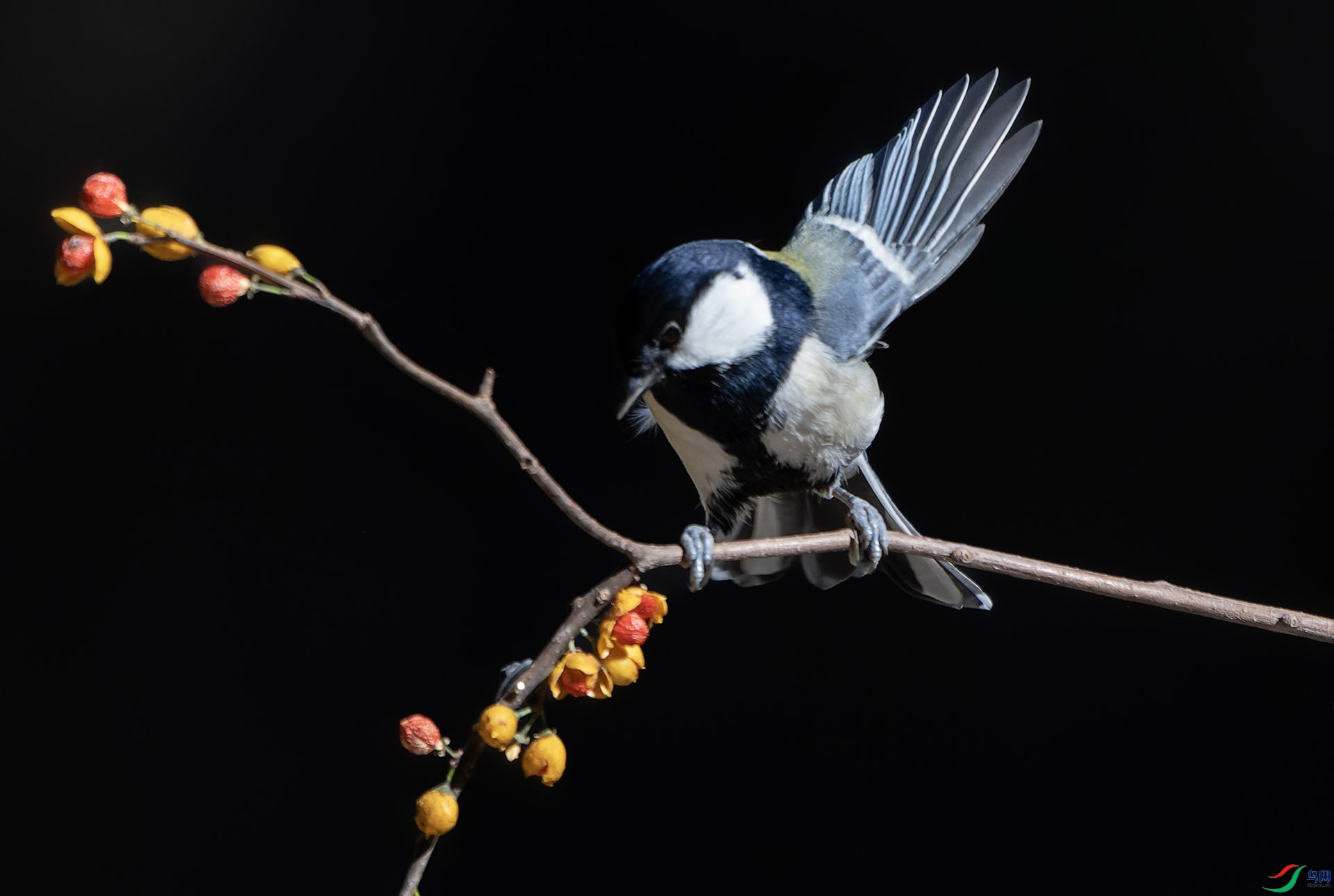 DSC01583-ARW_DxO_DeepPRIME ����.jpg