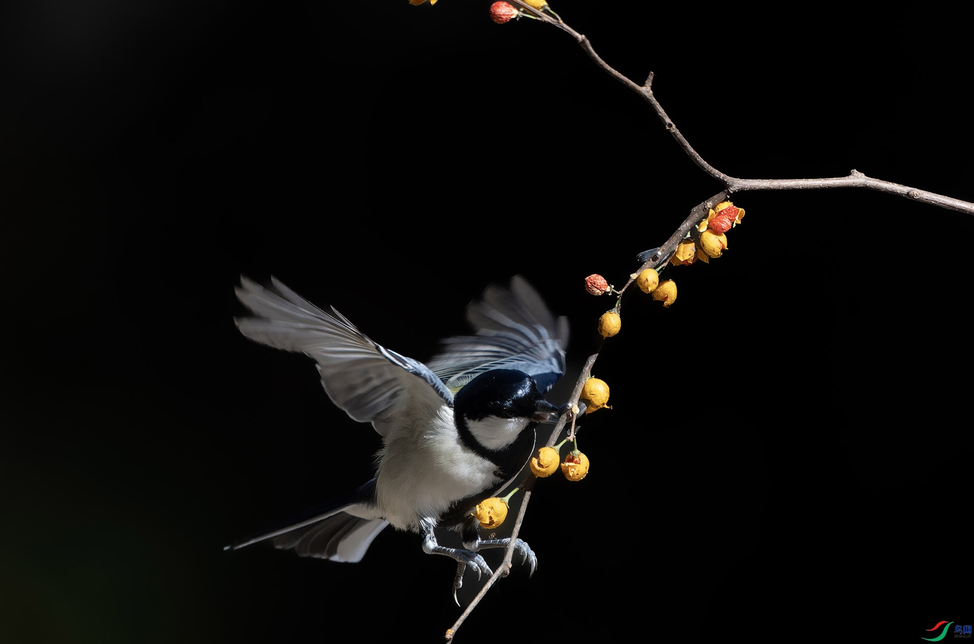 DSC01635-ARW_DxO_DeepPRIME ����.jpg