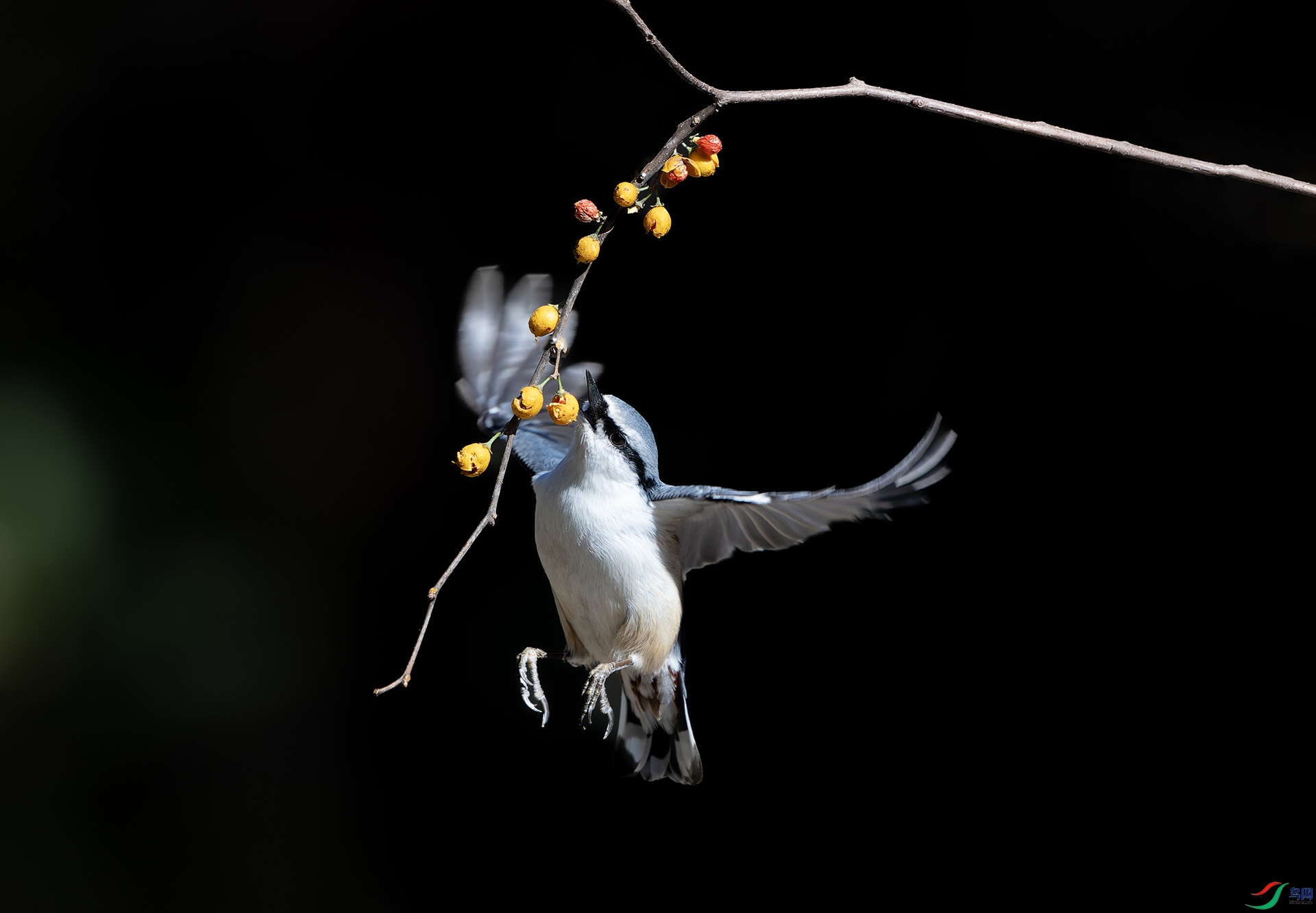 DSC01781-ARW_DxO_DeepPRIME ����.jpg