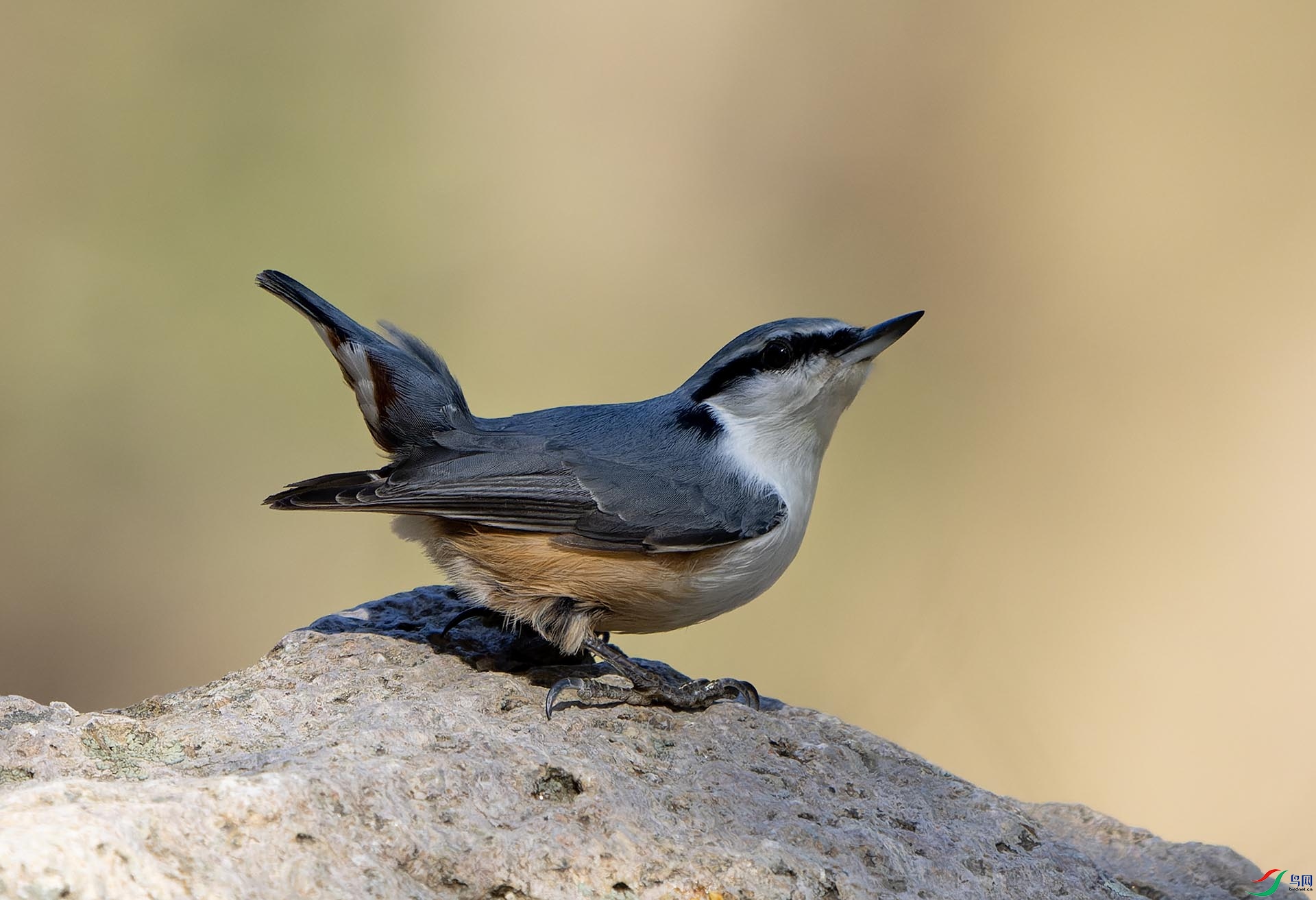 DSC03483-ARW_DxO_DeepPRIME ����.jpg