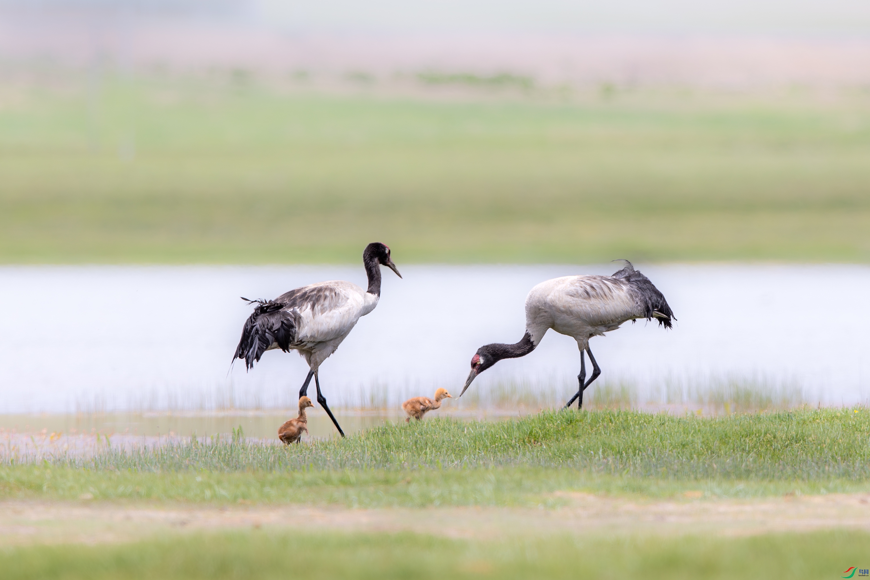 A15I5518-����ǿ-NR ����.jpg