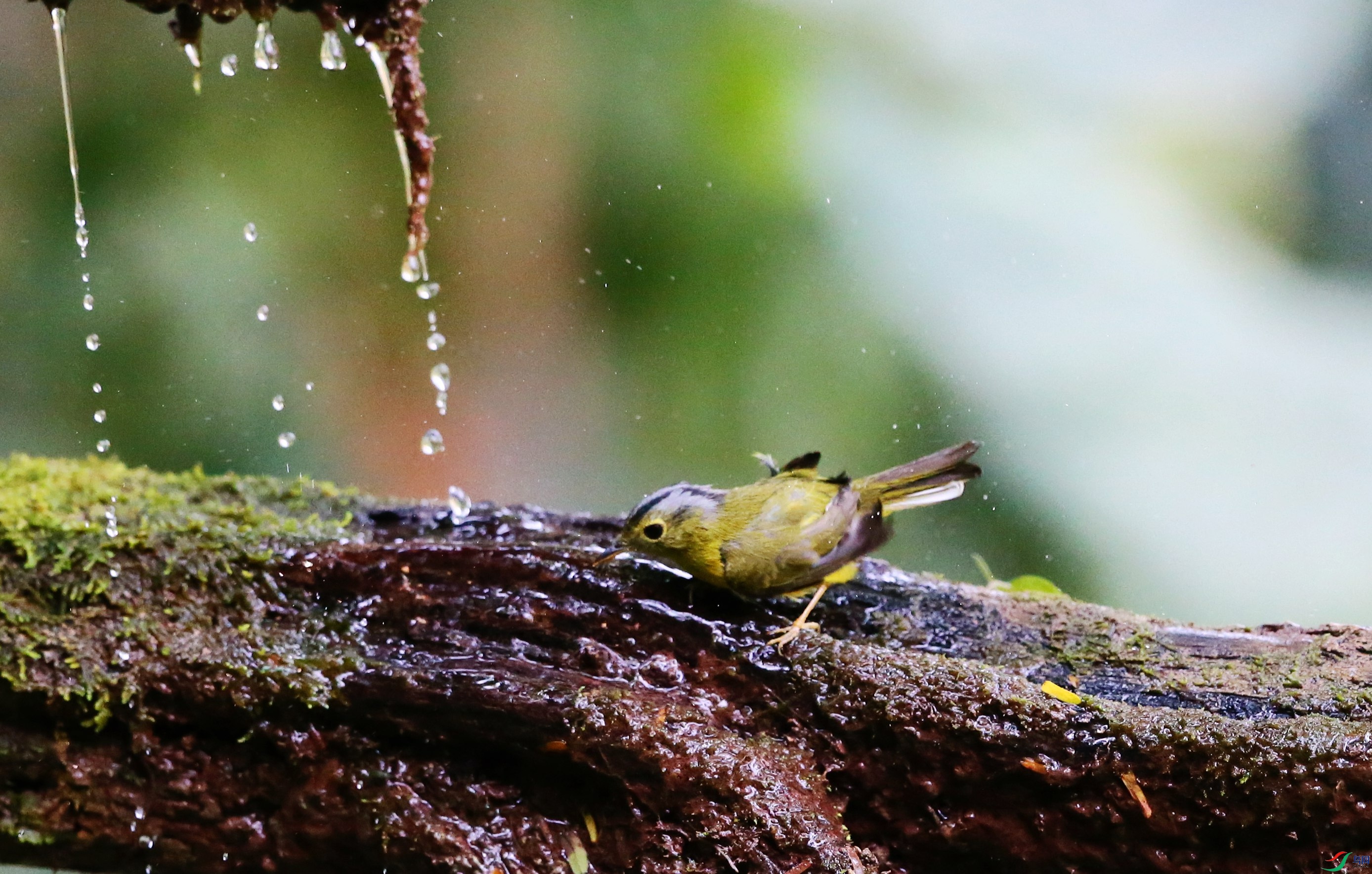 �ҹ��lݺ (23).JPG