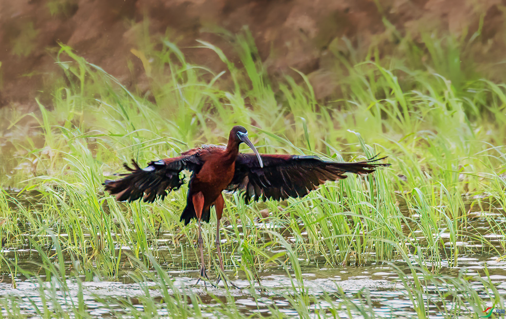 060A4925 ����-Sh----1 .jpg