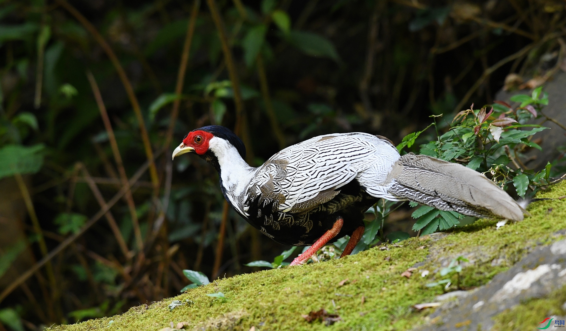DSC_5248.jpg