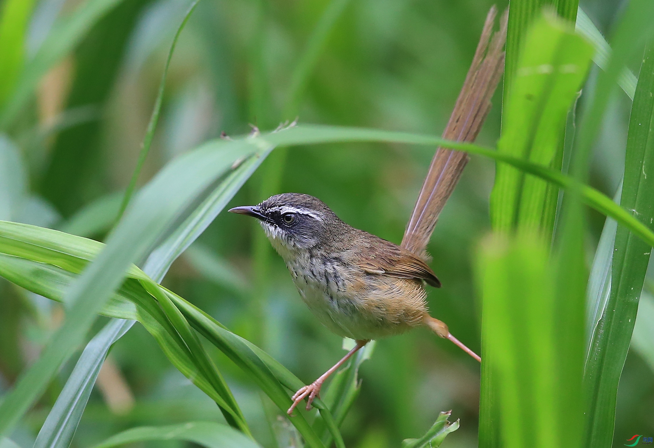 IMGL2483�� ��.JPG