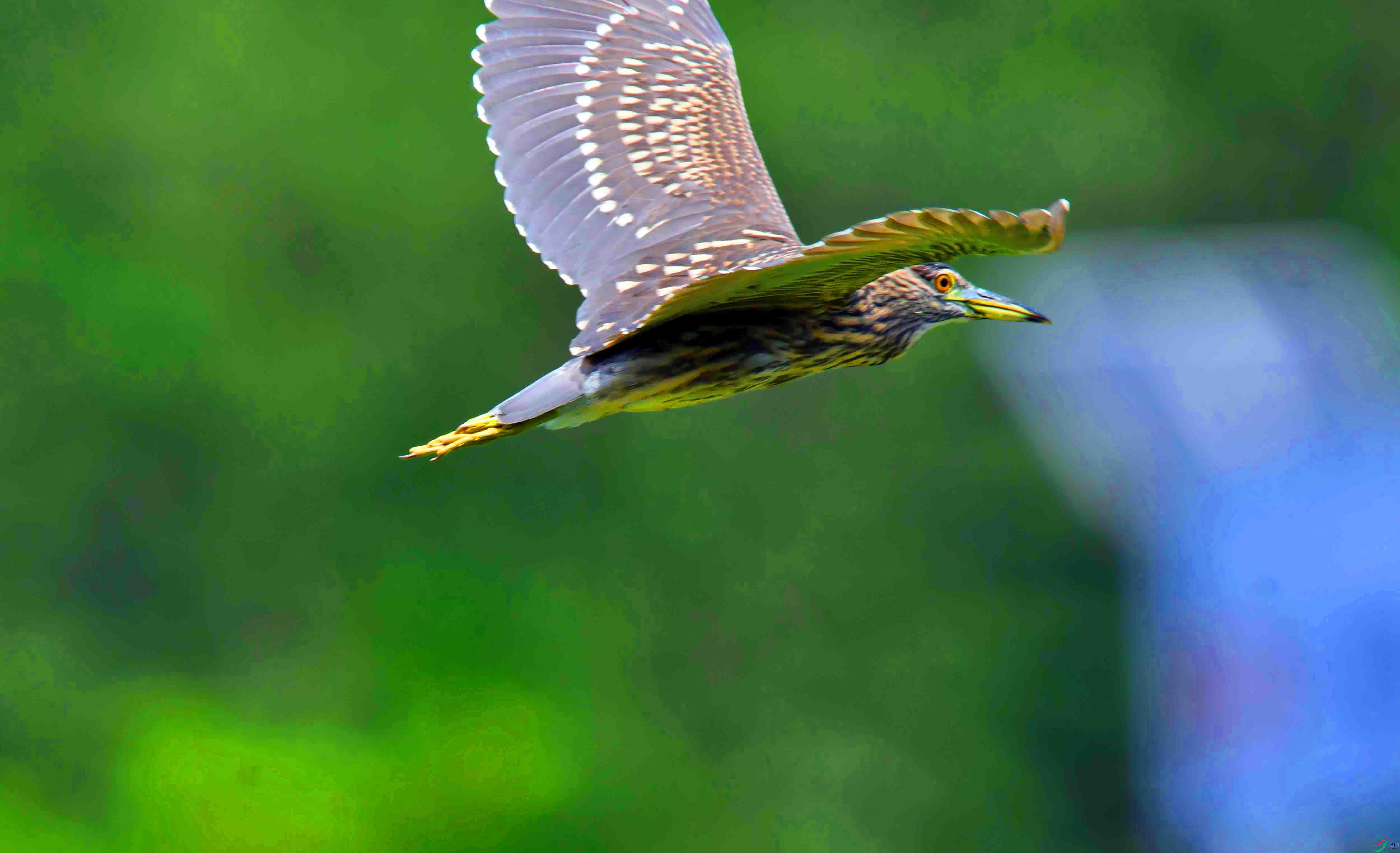 DSC_2945.JPG