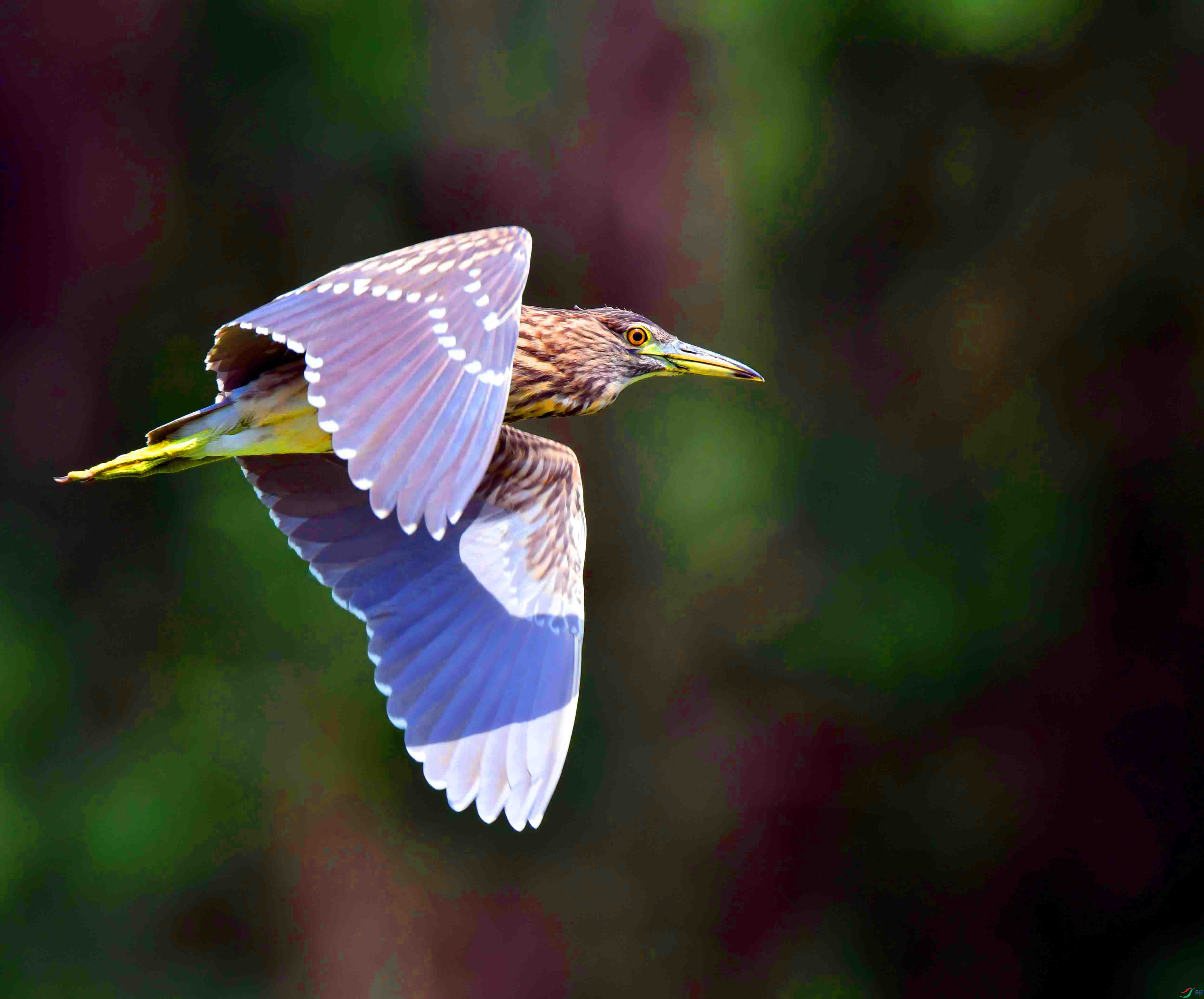 DSC_2941.JPG
