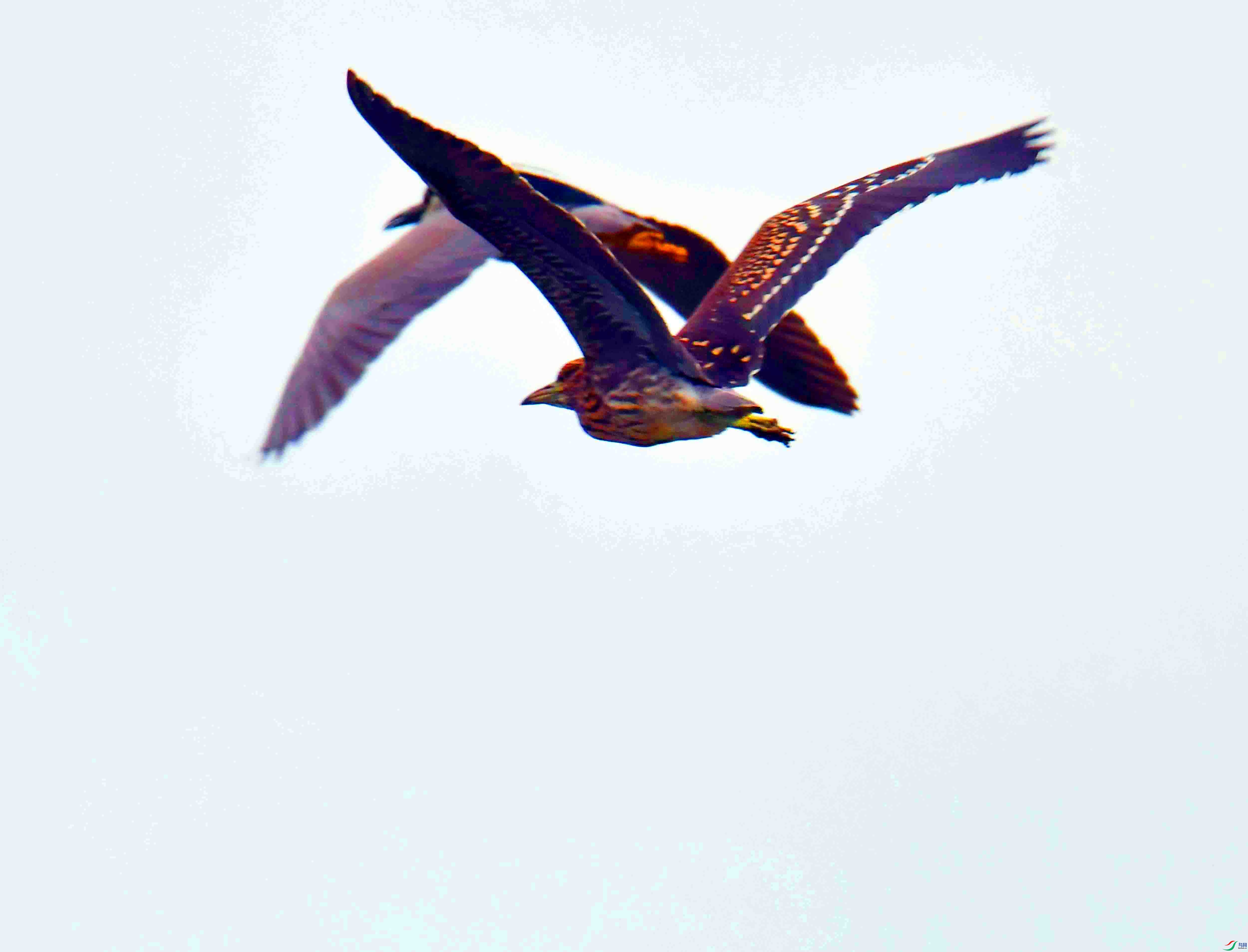 DSC_4740.JPG