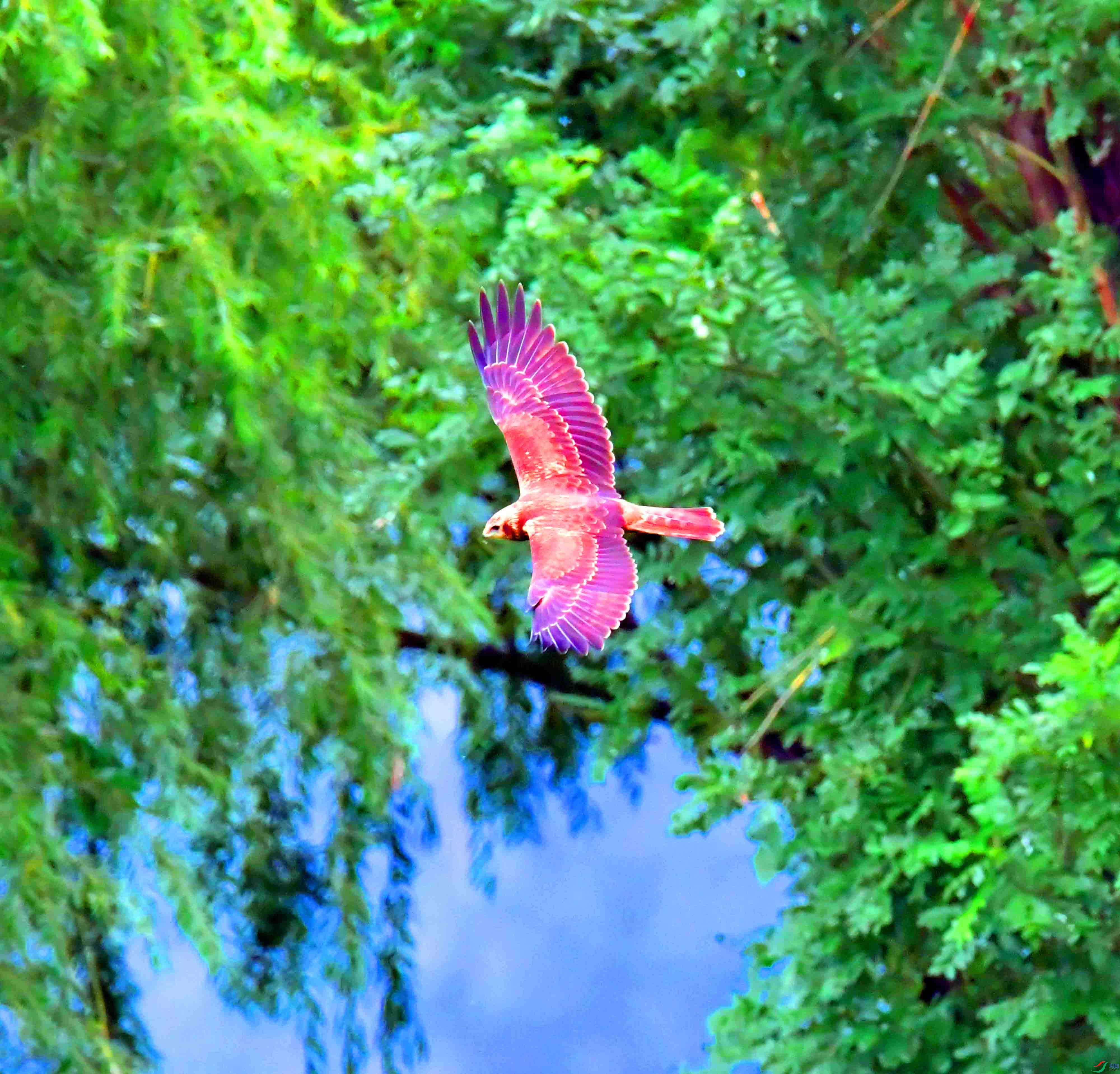 DSC_7747.JPG
