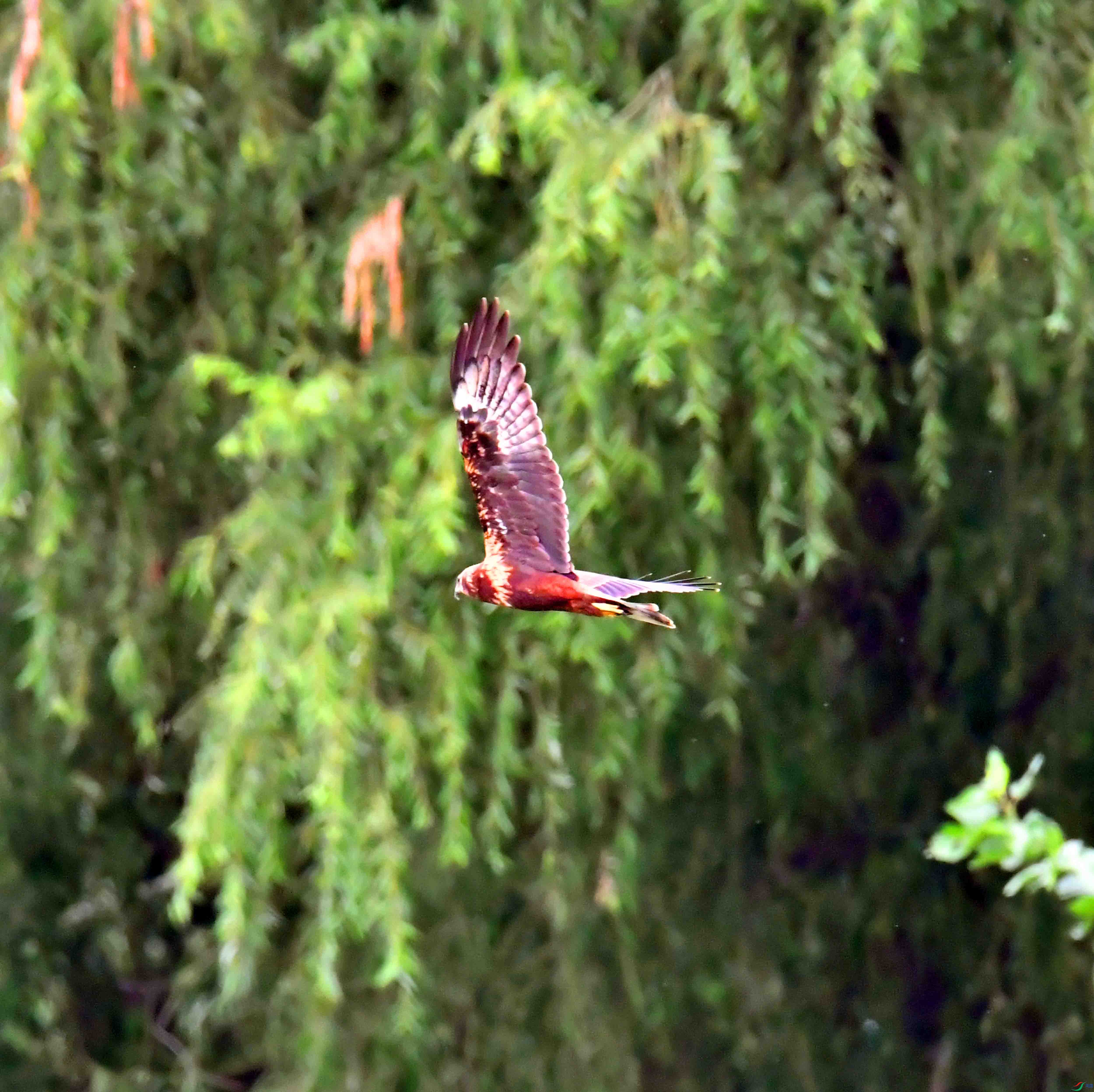 DSC_7753.JPG