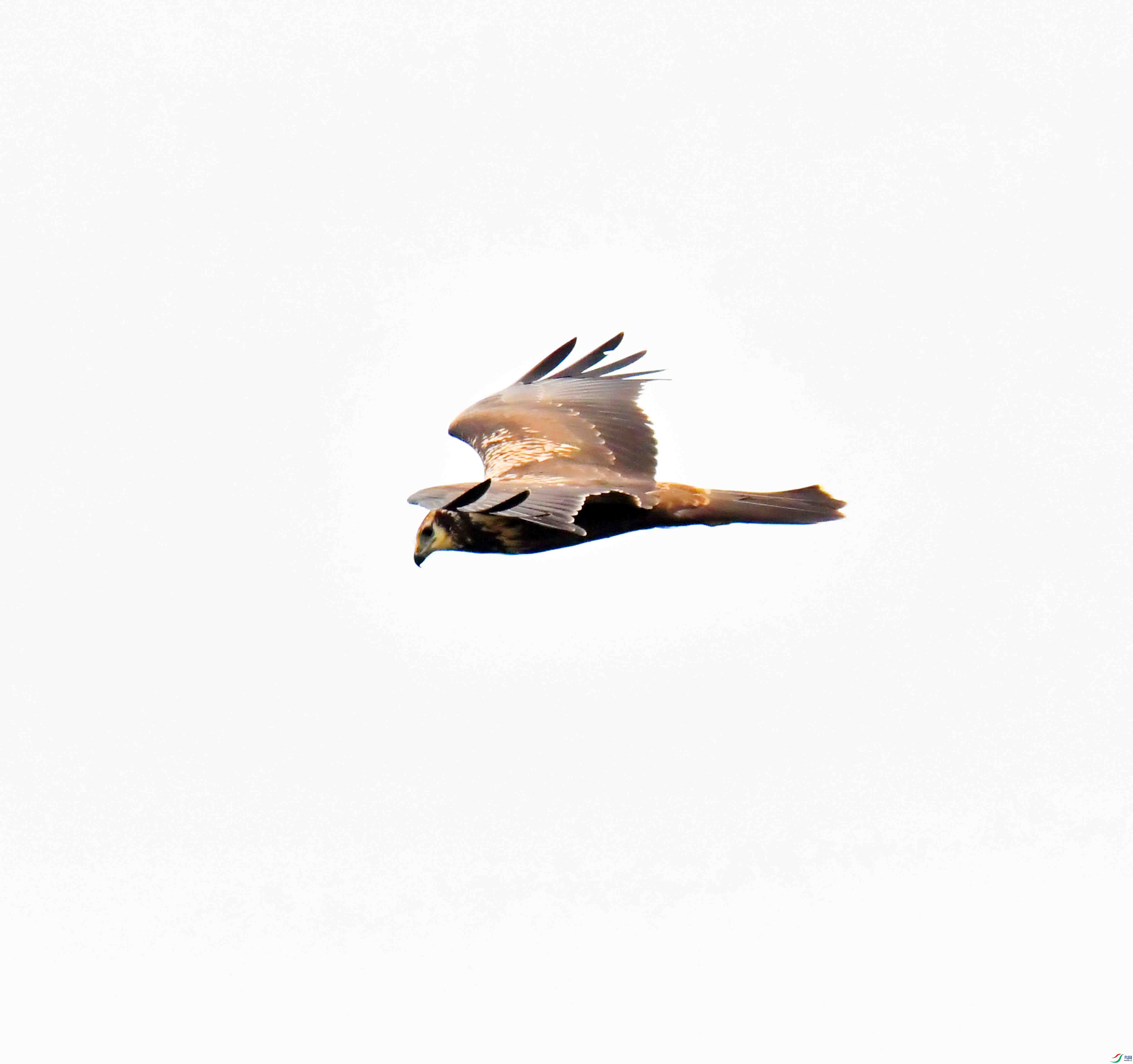 DSC_7830.JPG