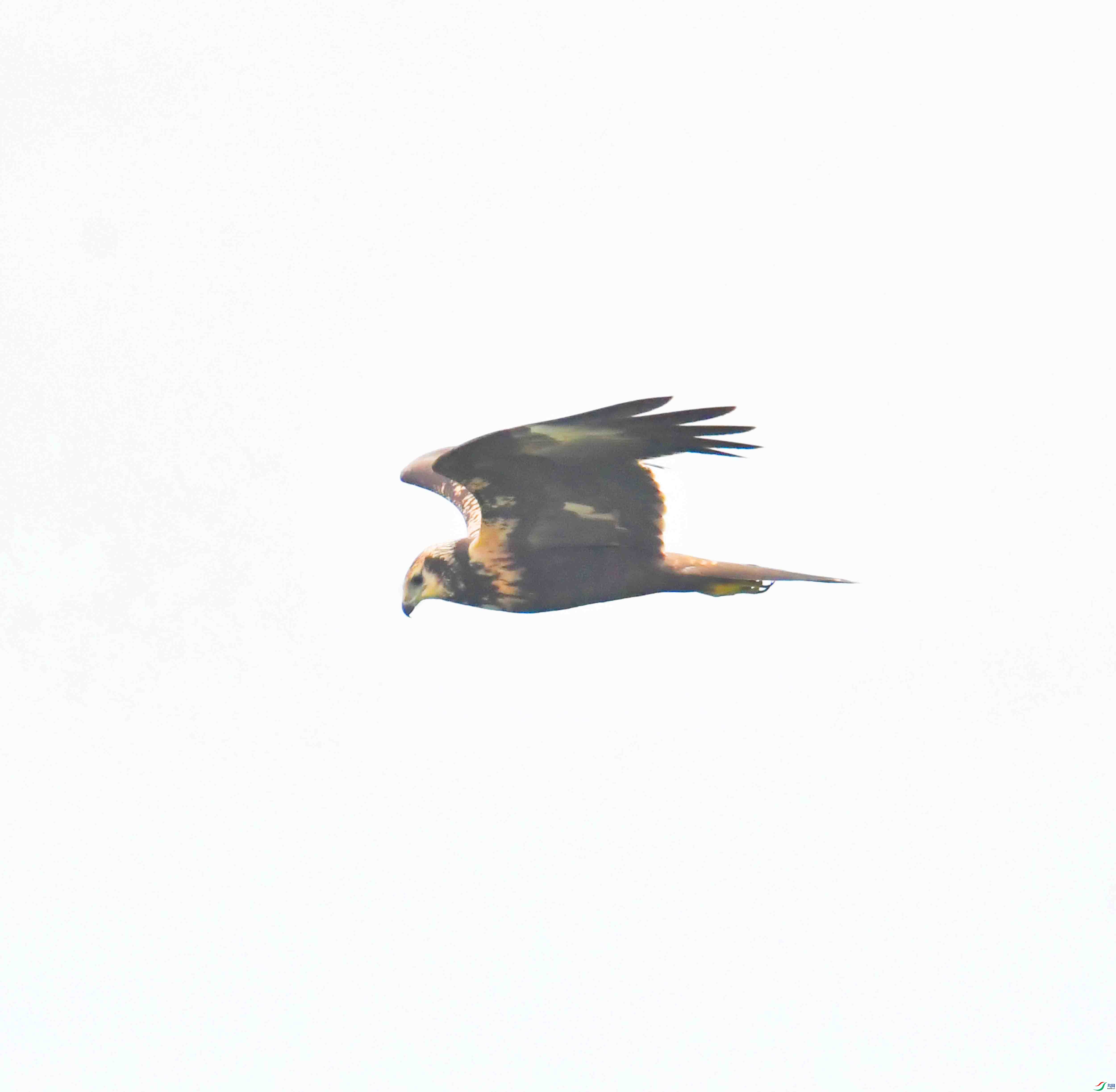 DSC_7832.JPG