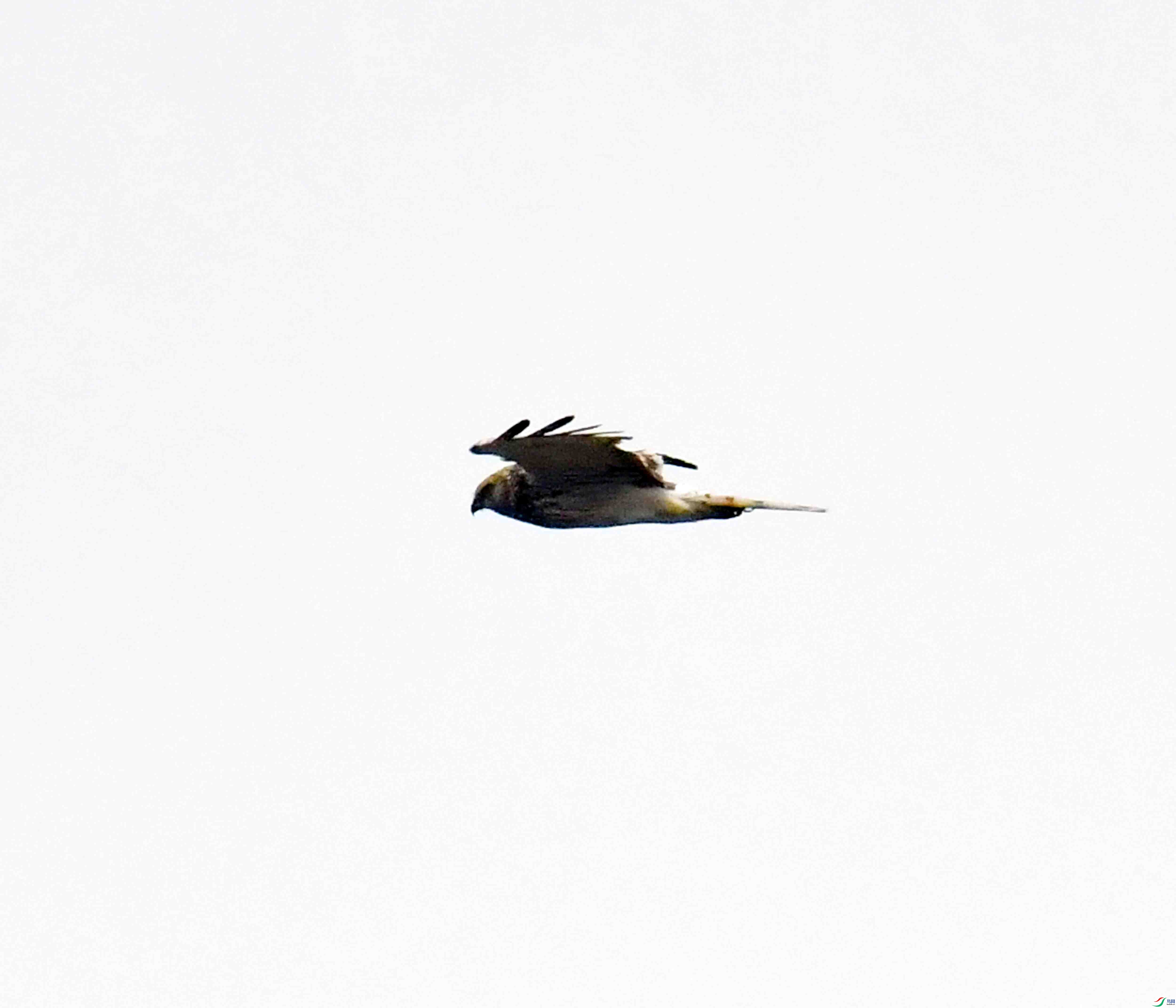 DSC_9979.JPG