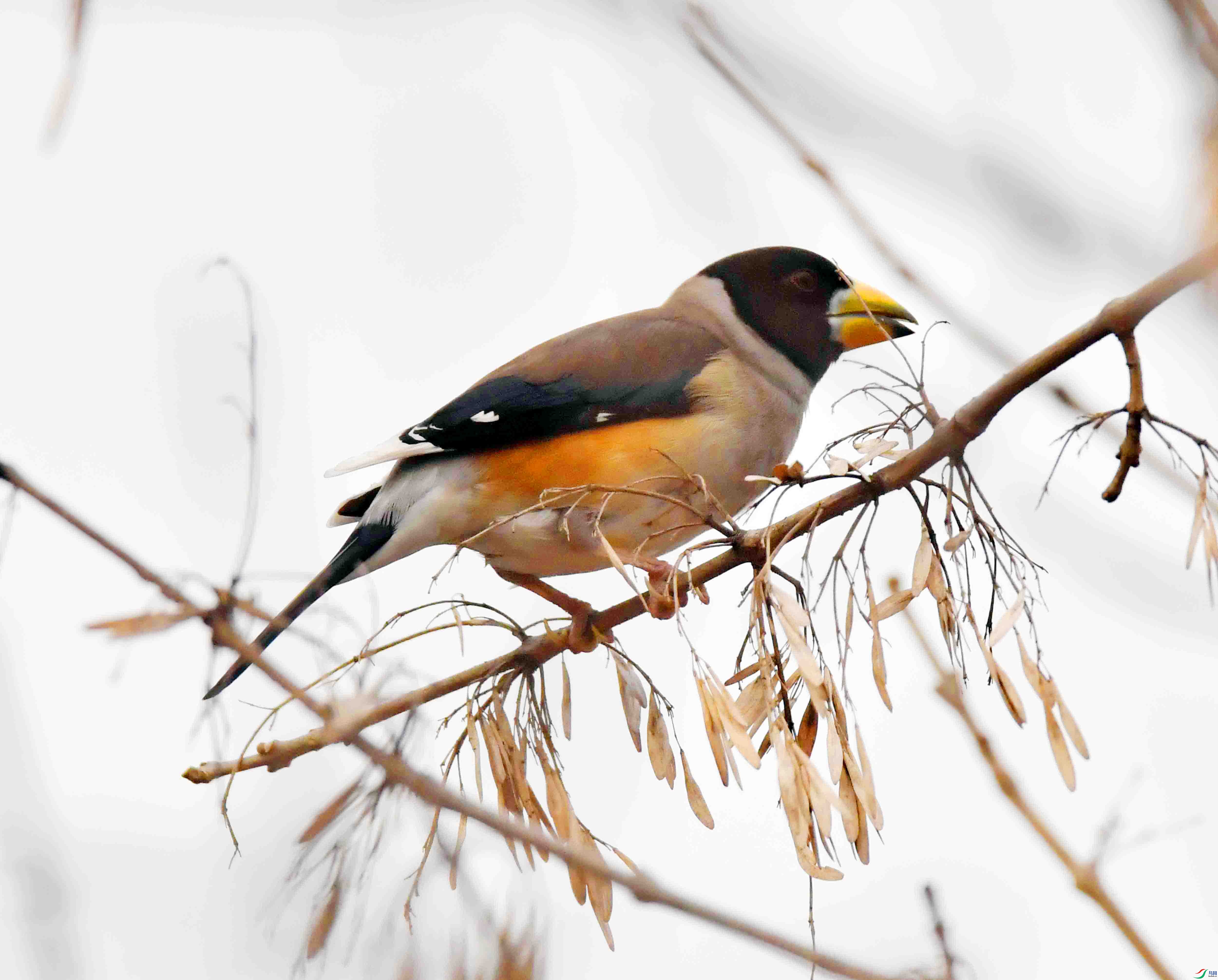 DSC_9647.JPG