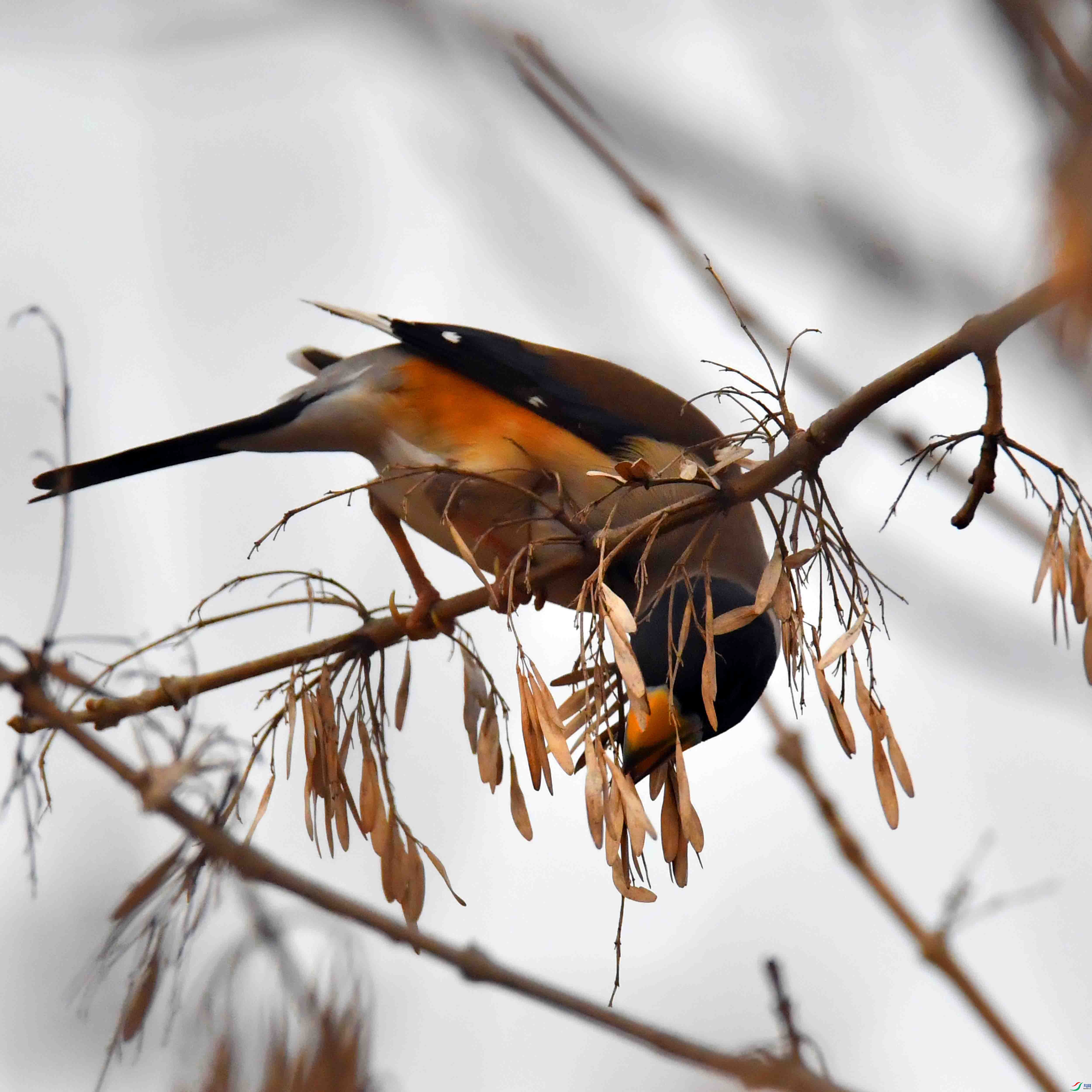 DSC_9653.JPG