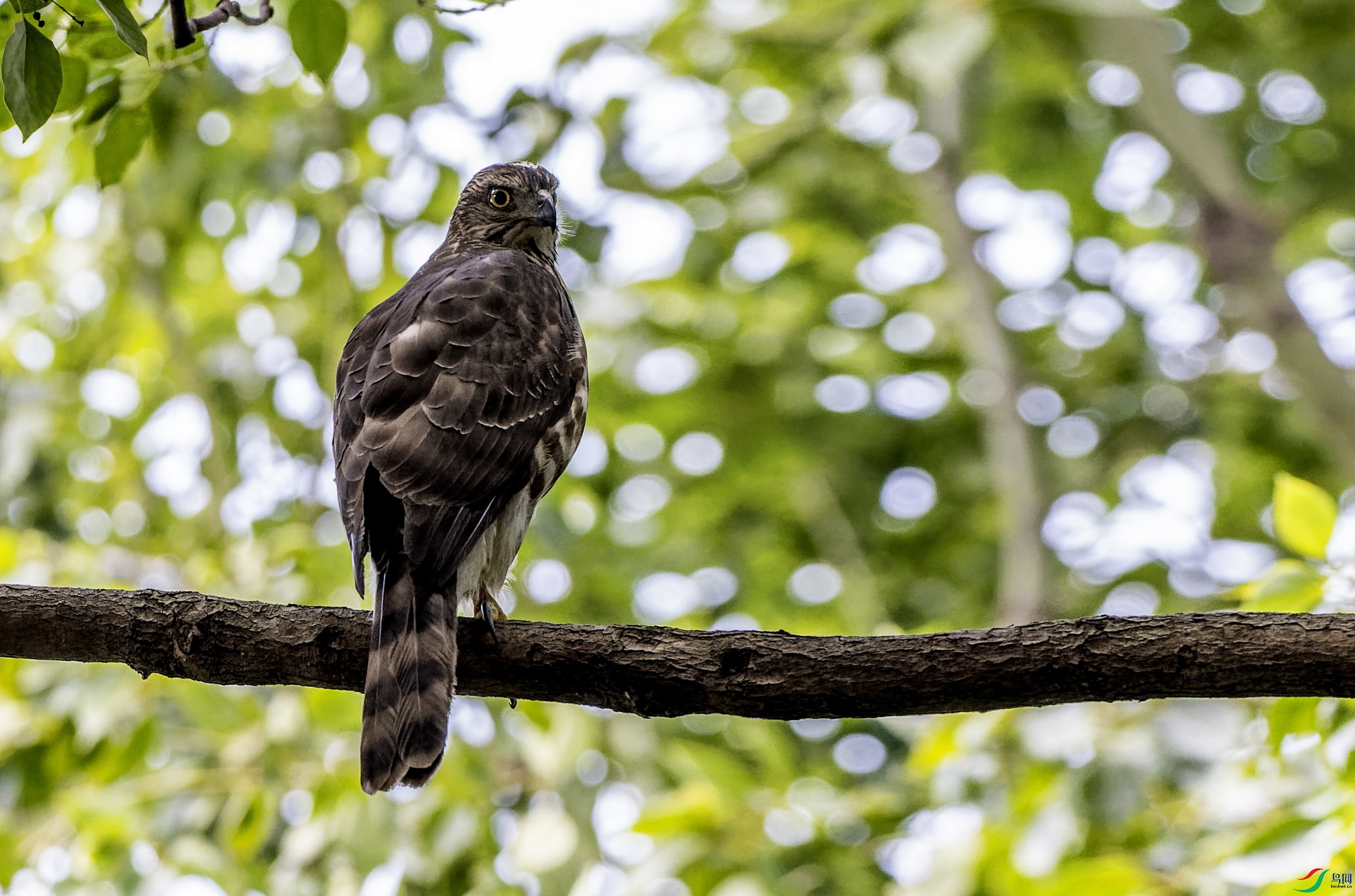 ��ͷӥ (105)-01.jpg