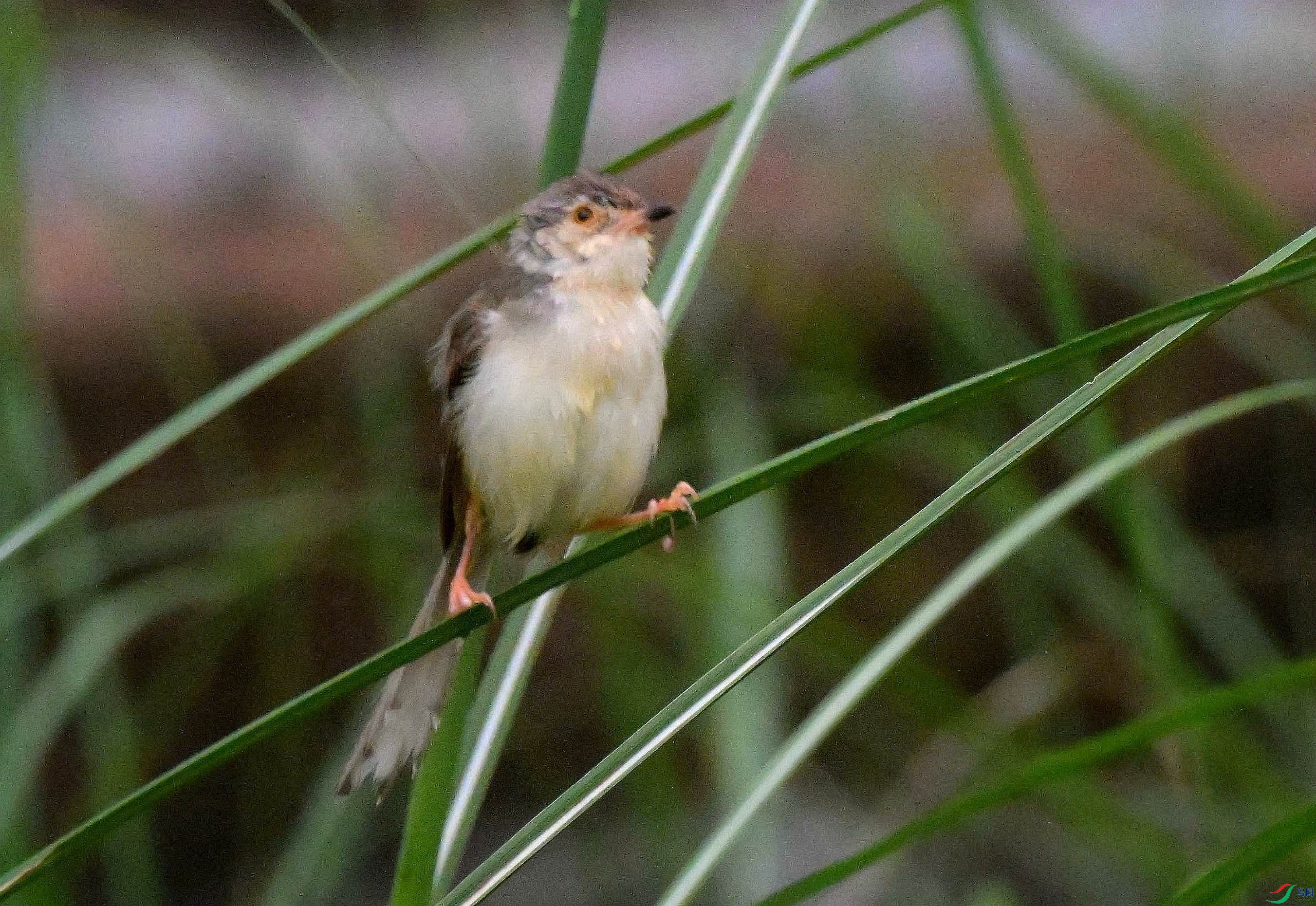DSC_4723.jpg