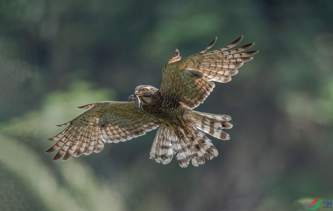 _C2A2240 ����.jpg