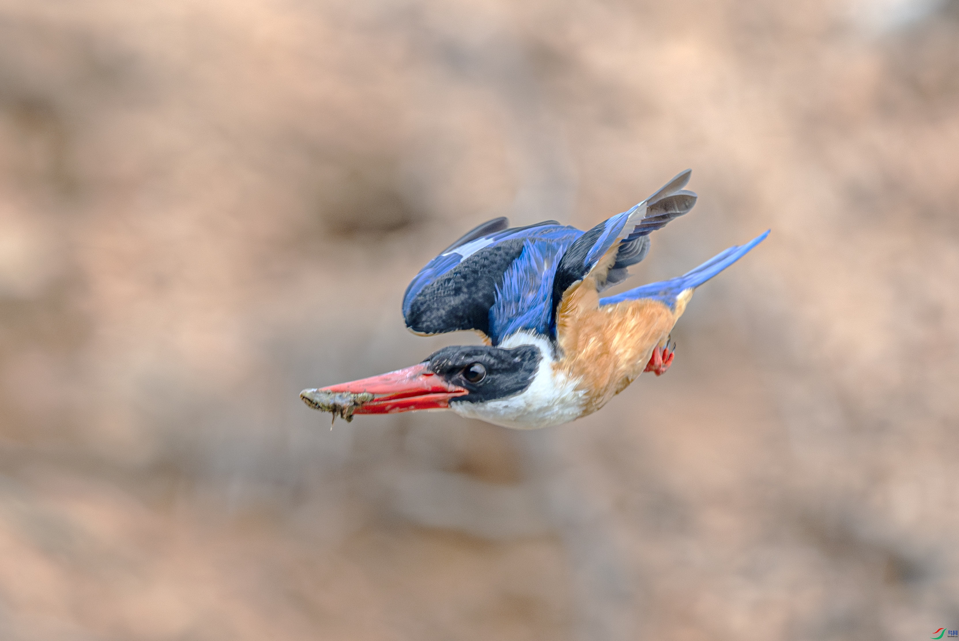 DSC_3170-����ǿ-NR ����.jpg