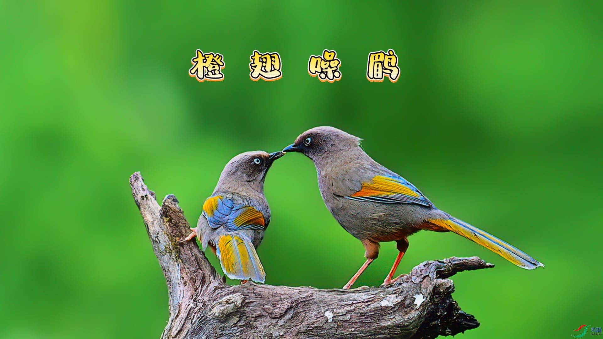 ˧��ʮ��ĳȳ�����