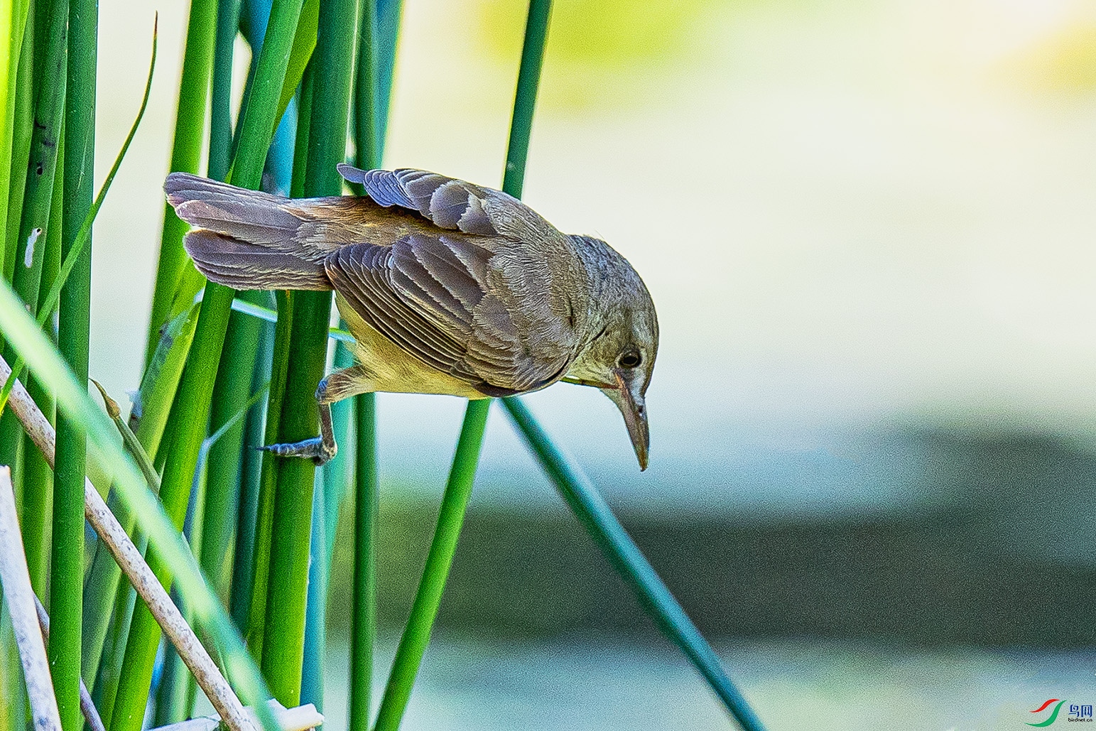 _90I6477 ����.jpg