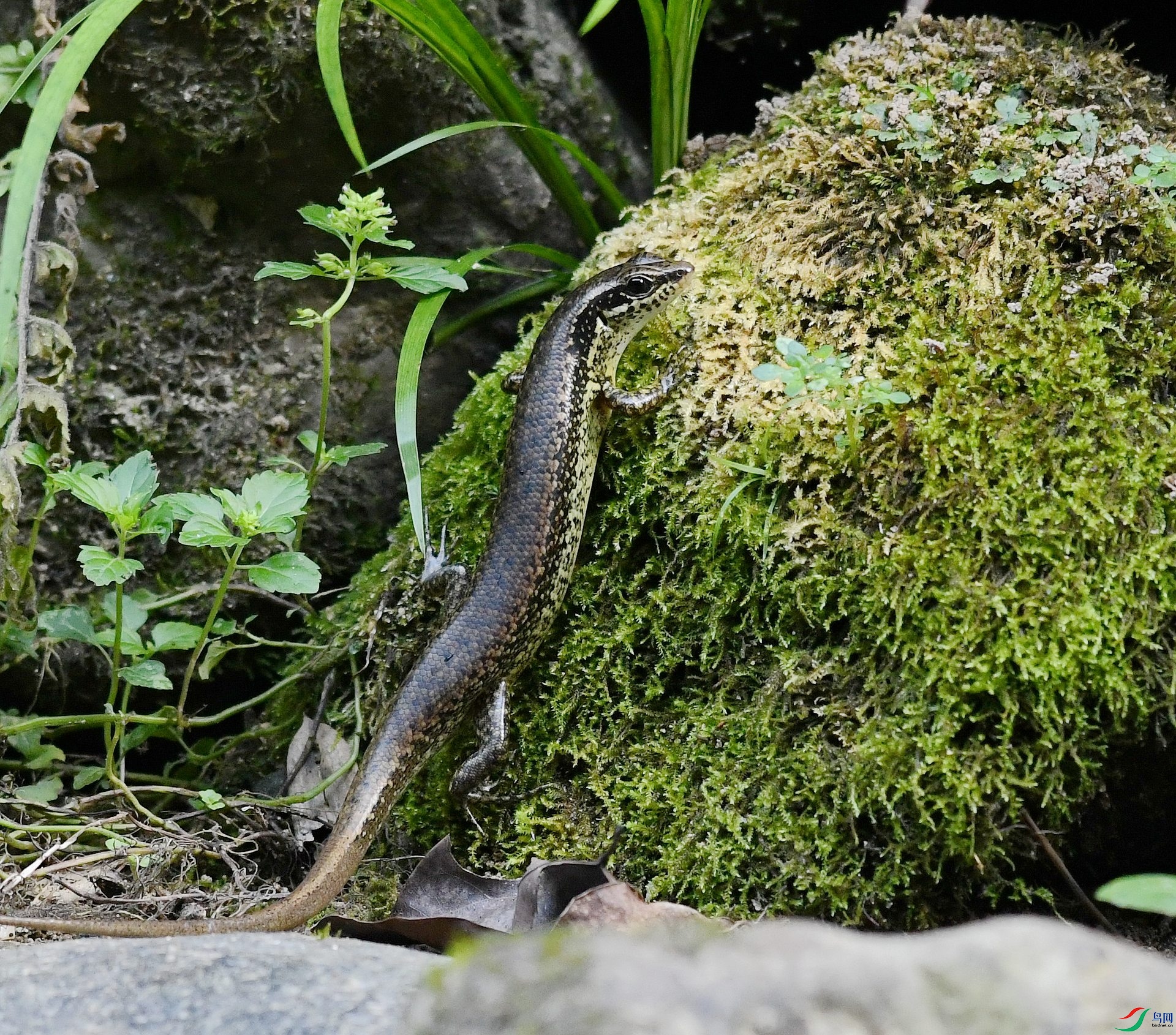 DSC_8078.jpg