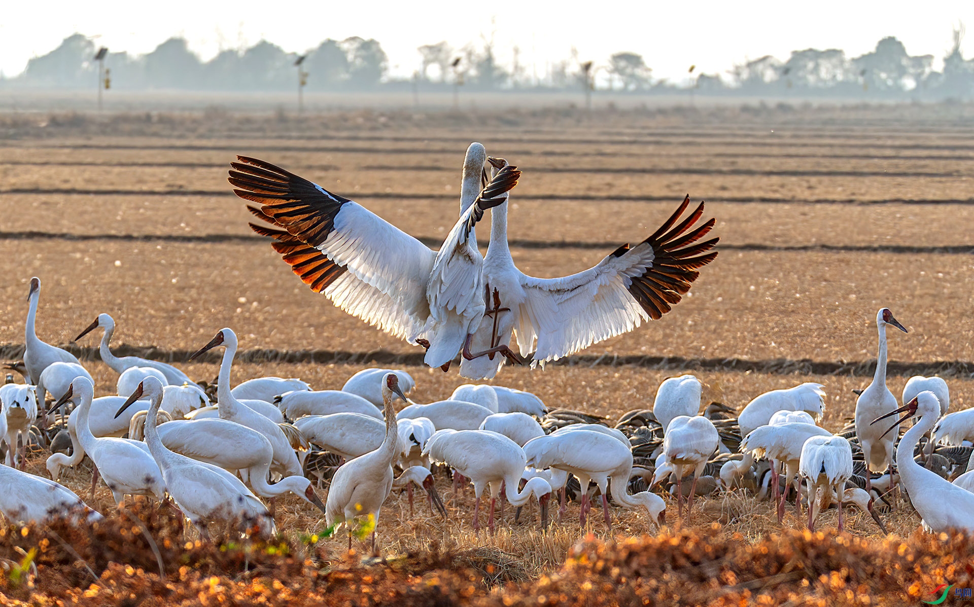 _60A0689 ����-Sh---1 .jpg