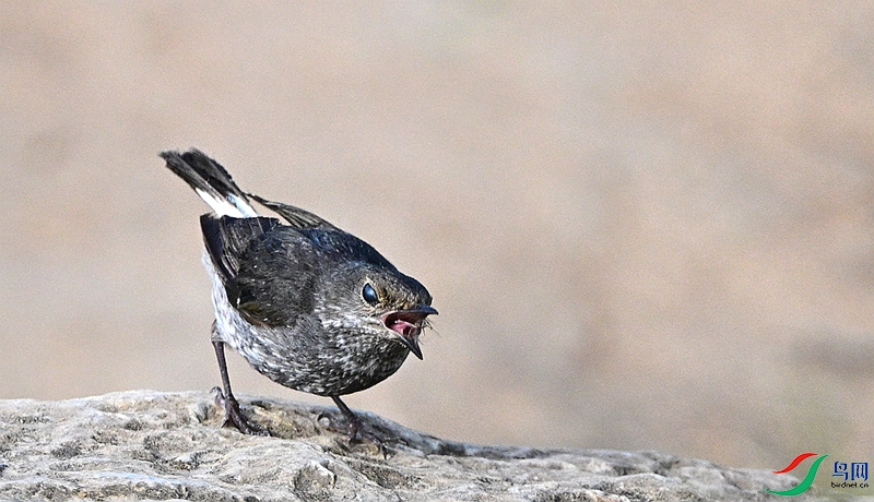 DSC_1537.JPG