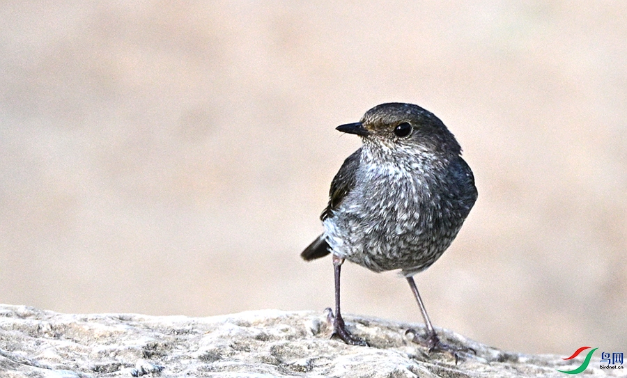 DSC_1566.JPG