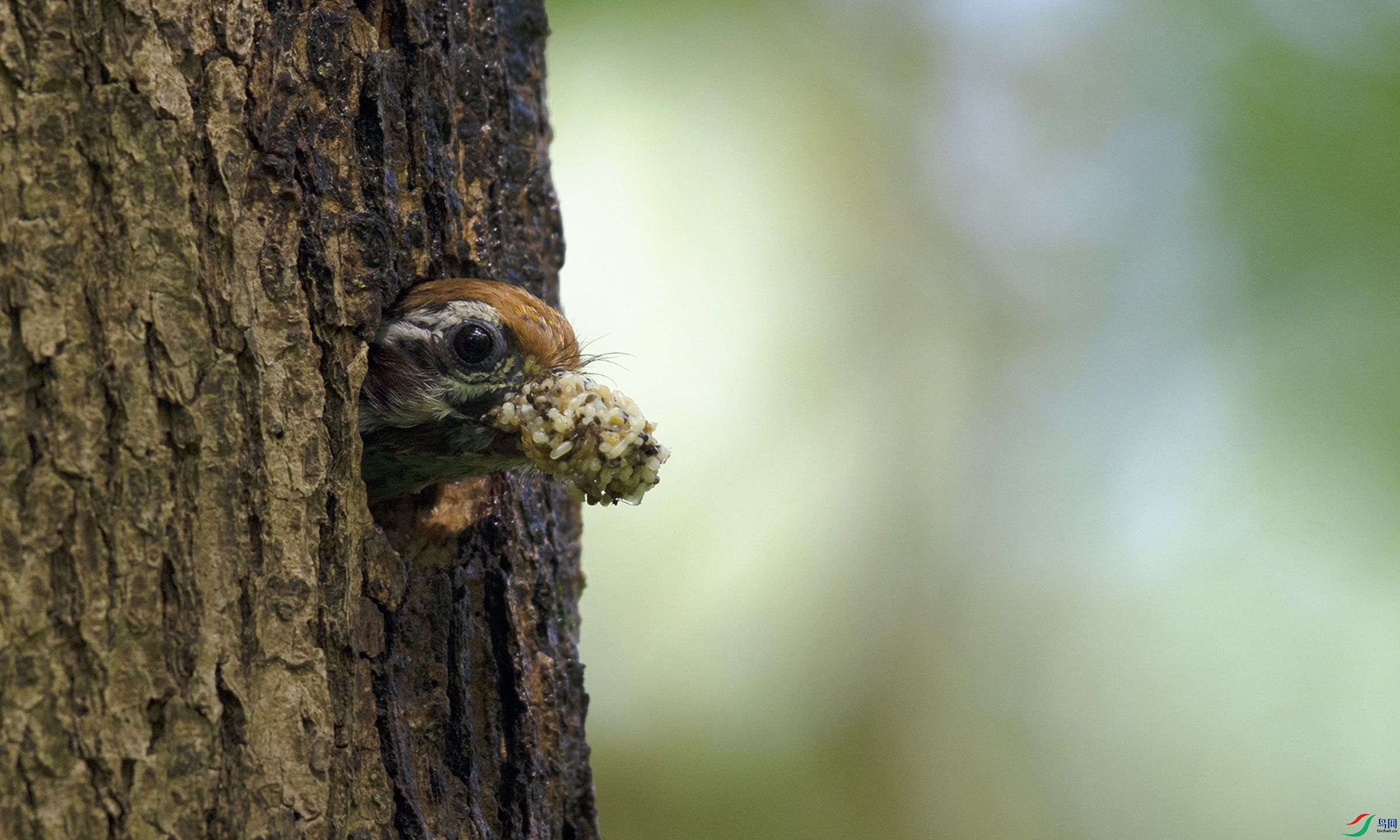 æ����æ��