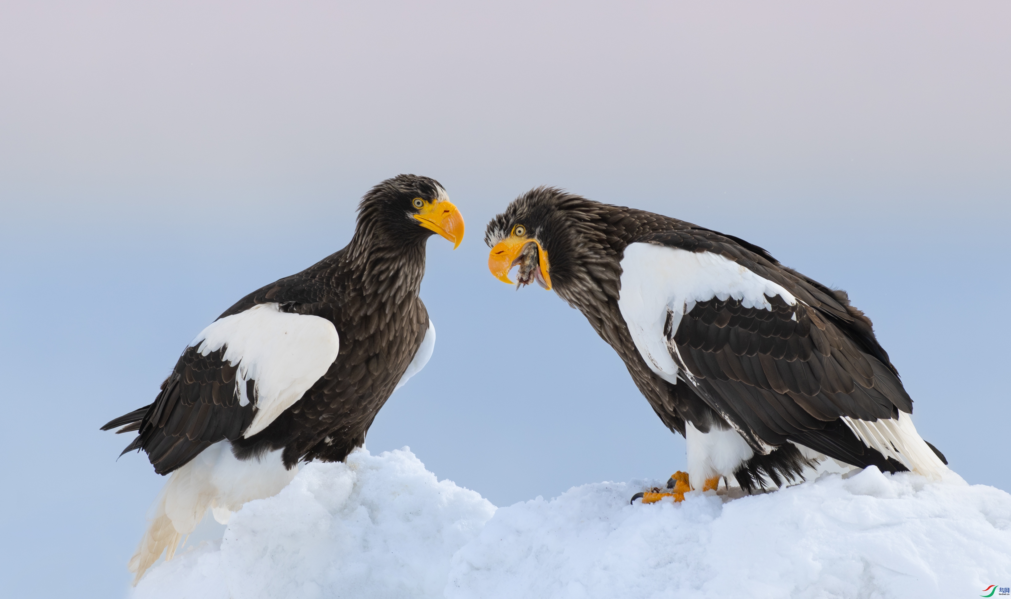 DSC_5898-����ǿ-NR-1.jpg