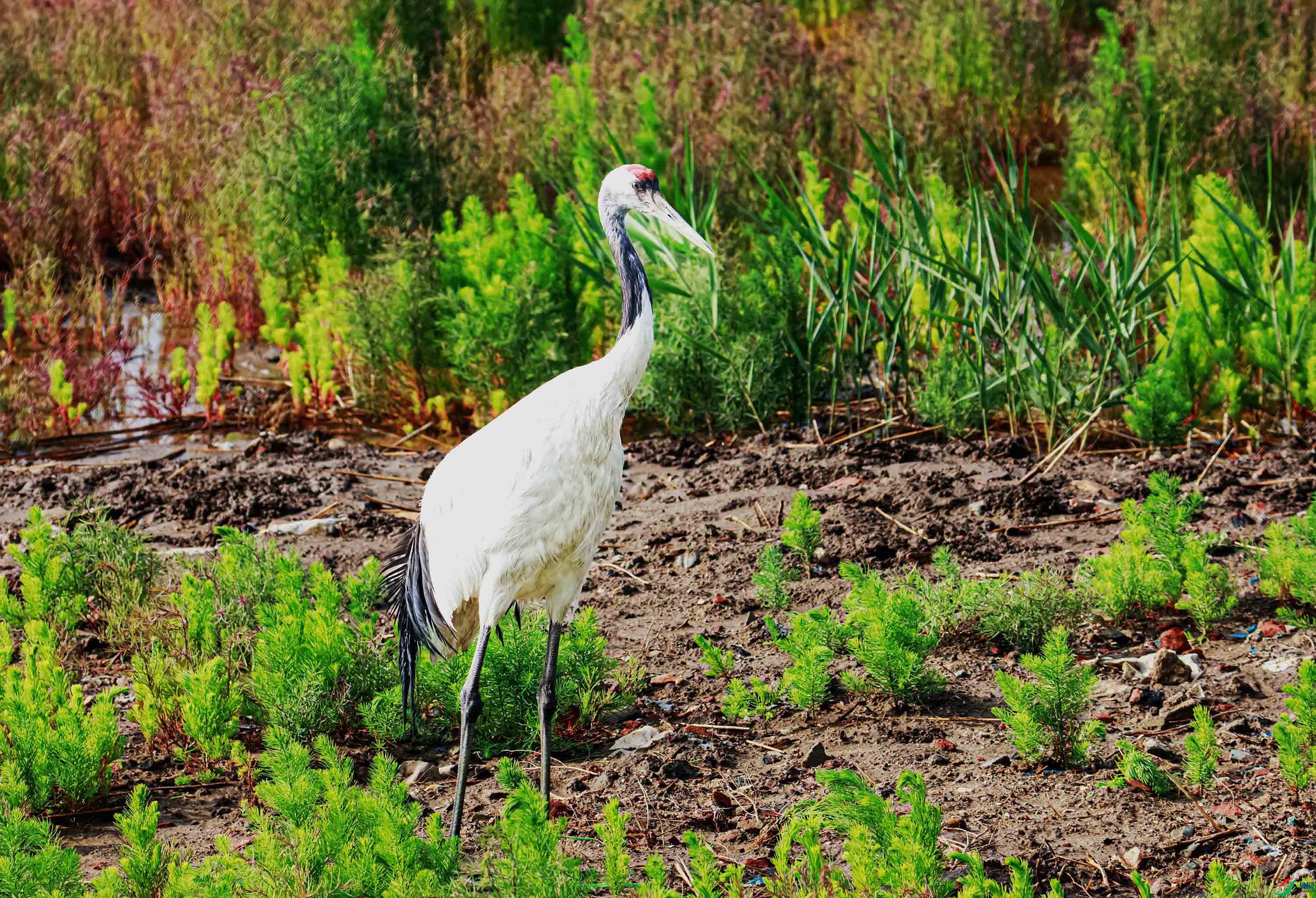 56   319A1902 ���� 3.jpg