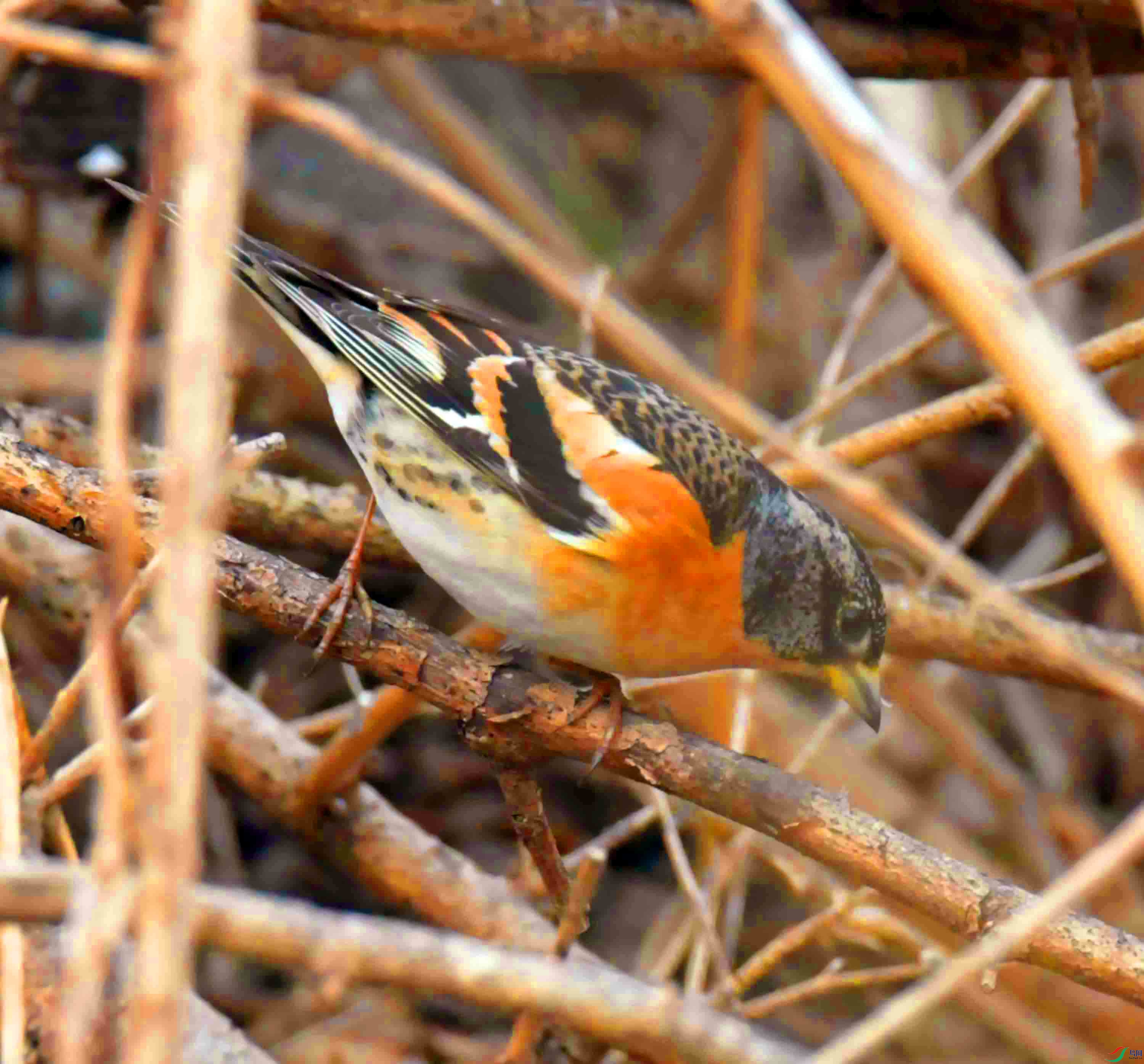 DSC_6007.JPG